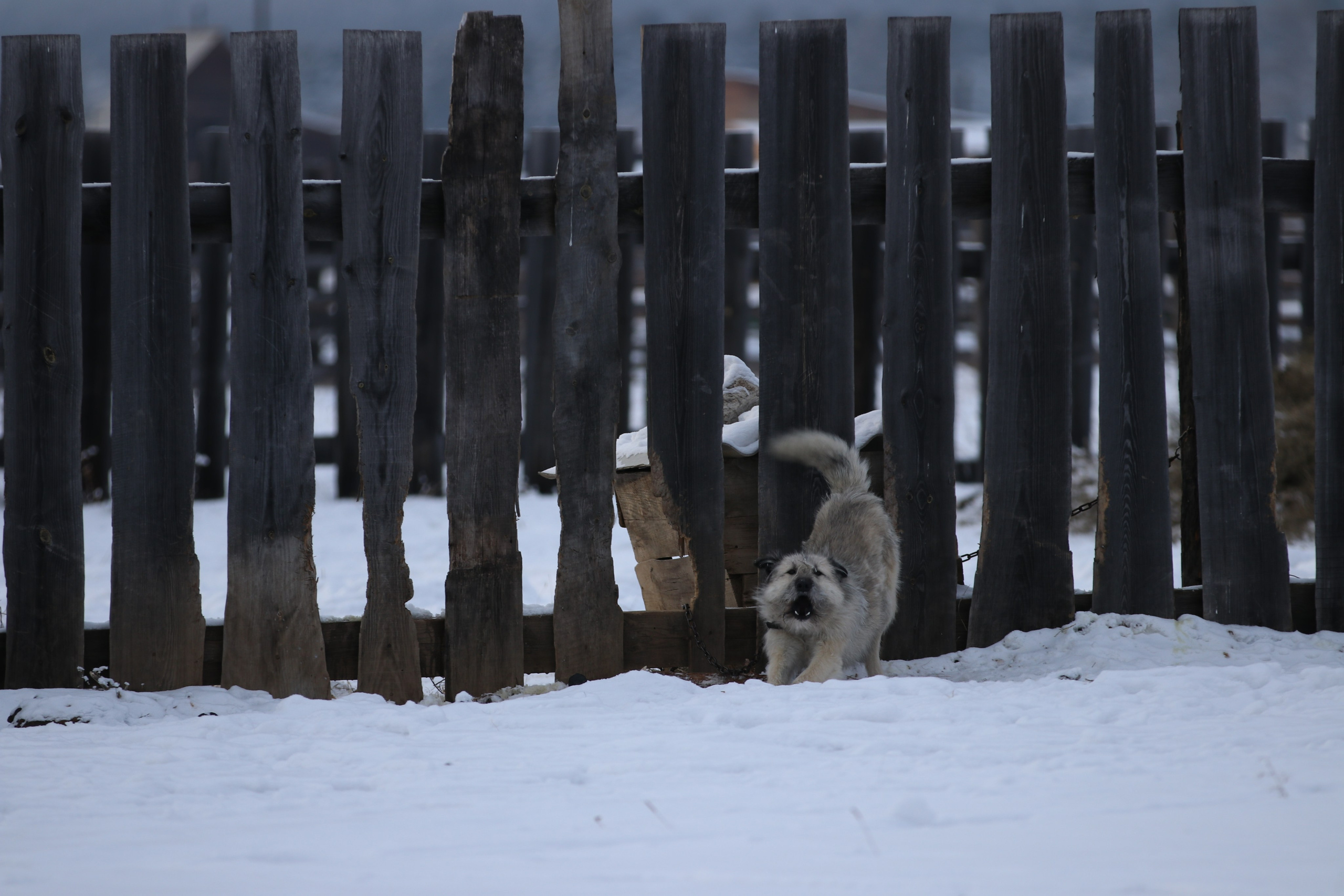 Аршан. Январь 2024. Путешественник-фотограф из Санкт-Петербурга Татьяна Свистулина