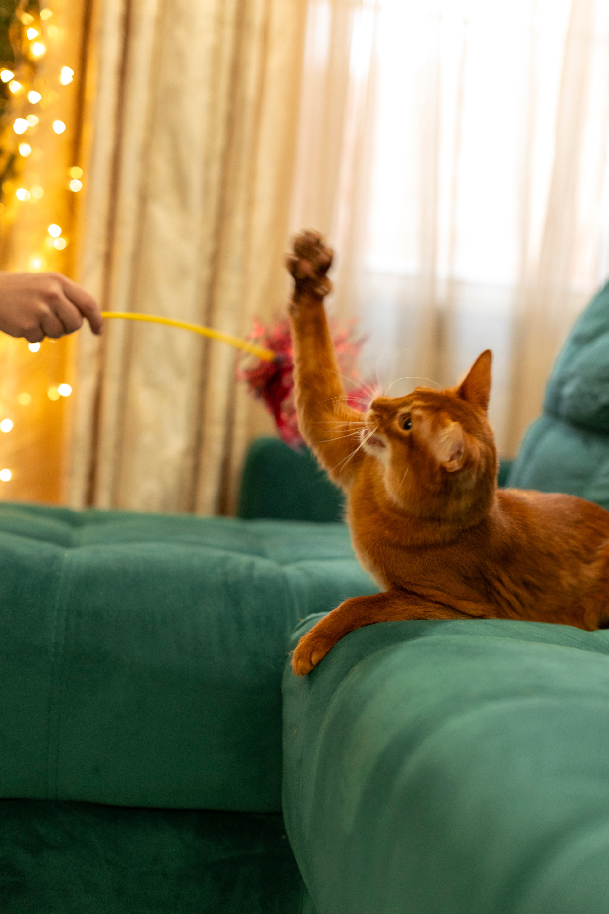 Сомали. Art my Pho