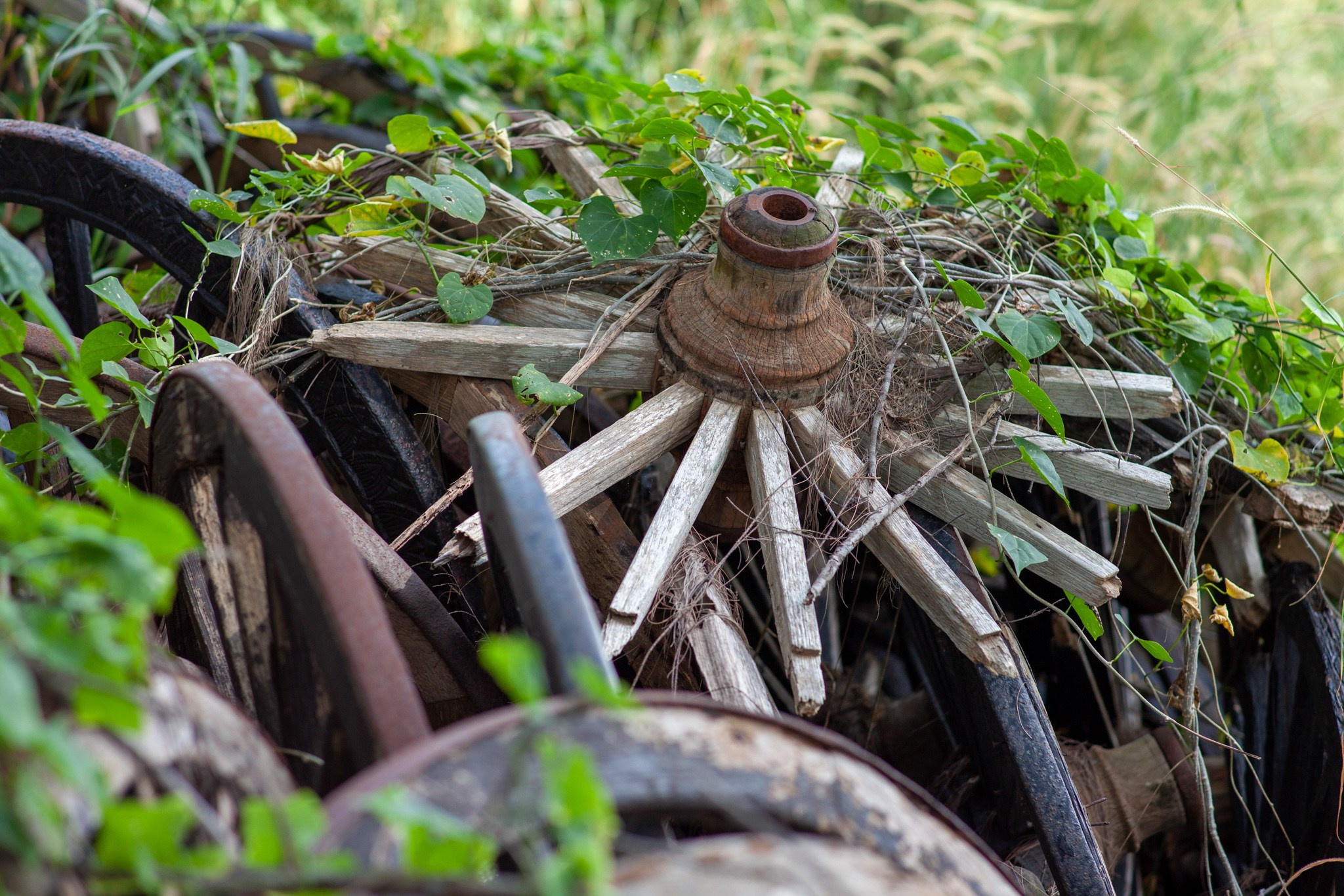 Находка в Таиланде, 2011. Фотограф Василий Буланов