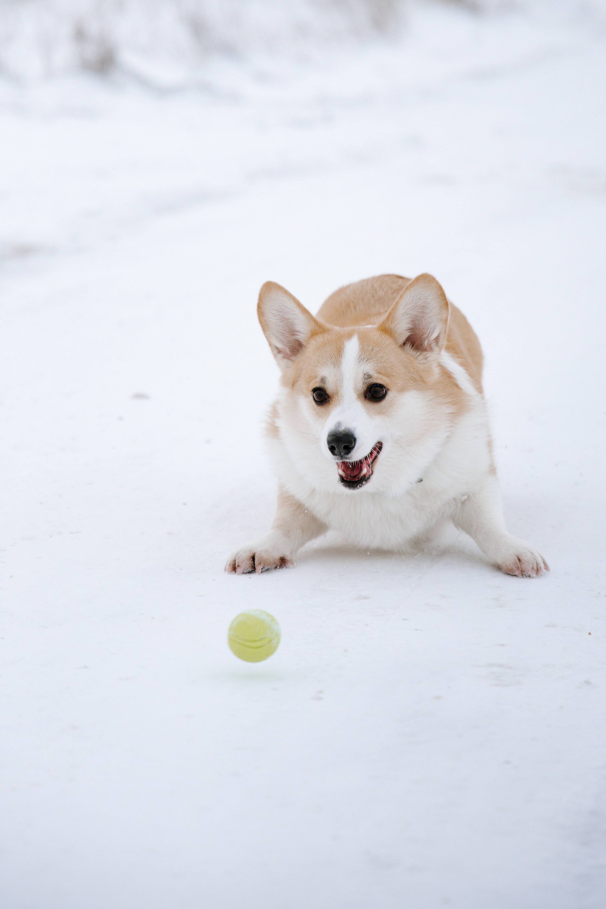 Питомцы. Семейный фотограф | Керчь | Ивановская Виктория