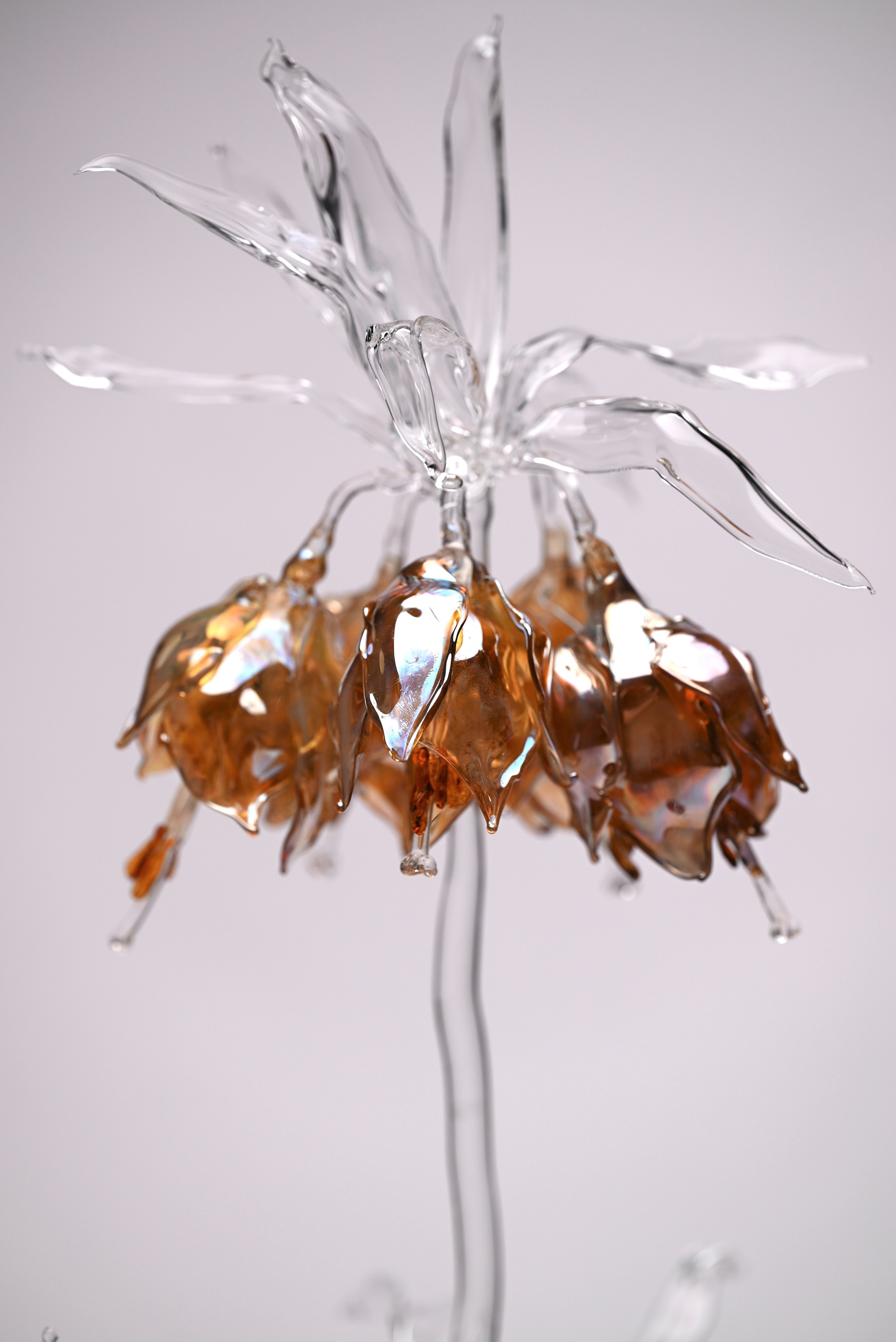 Рябчик императорский. Home