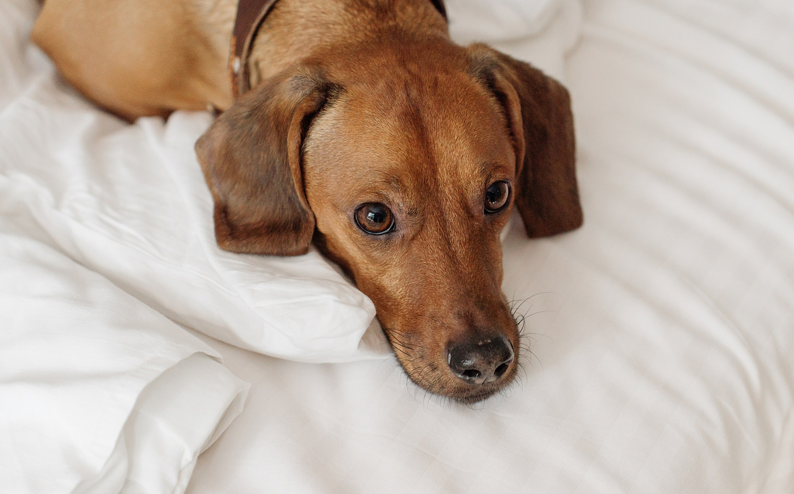 Клкллкаккк. Свадебный фотограф