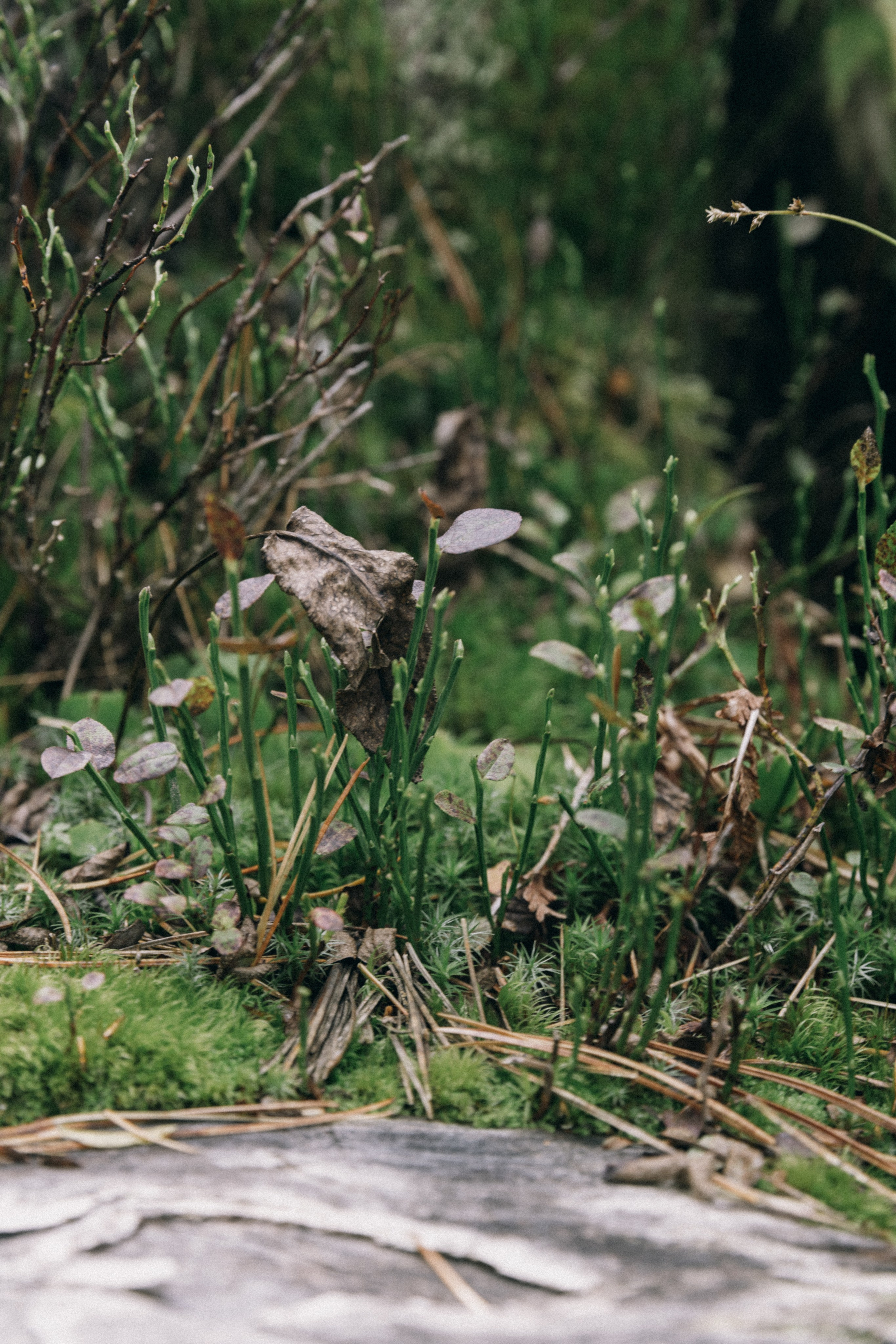 Алтай, природа и эстетика. Александр Чернин. Семейный и событийный фотограф
