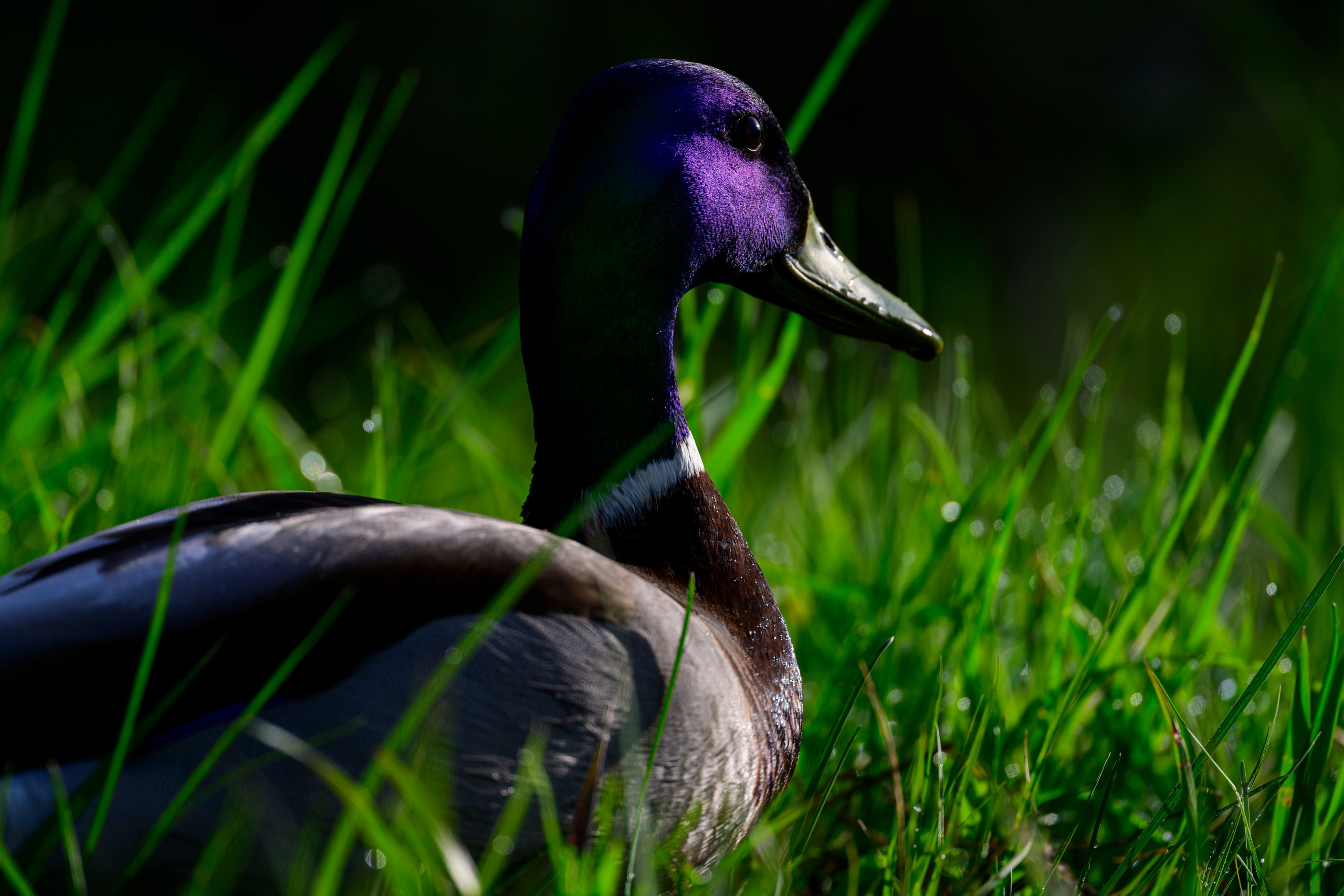 Черношейная поганка. Wildlife photography by Sergey Puponin