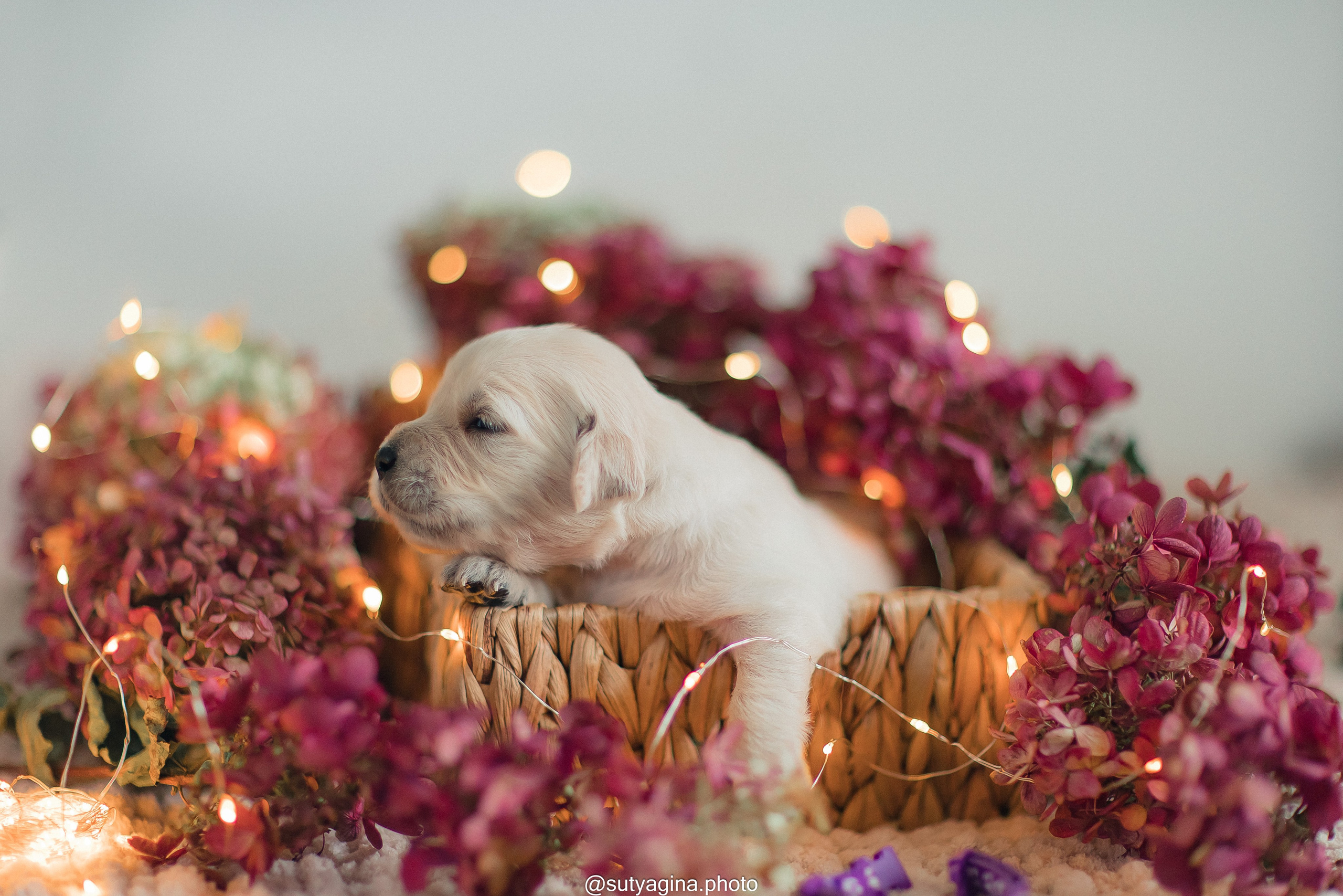 Фиолетовая лента. Свадебный и женский фотограф