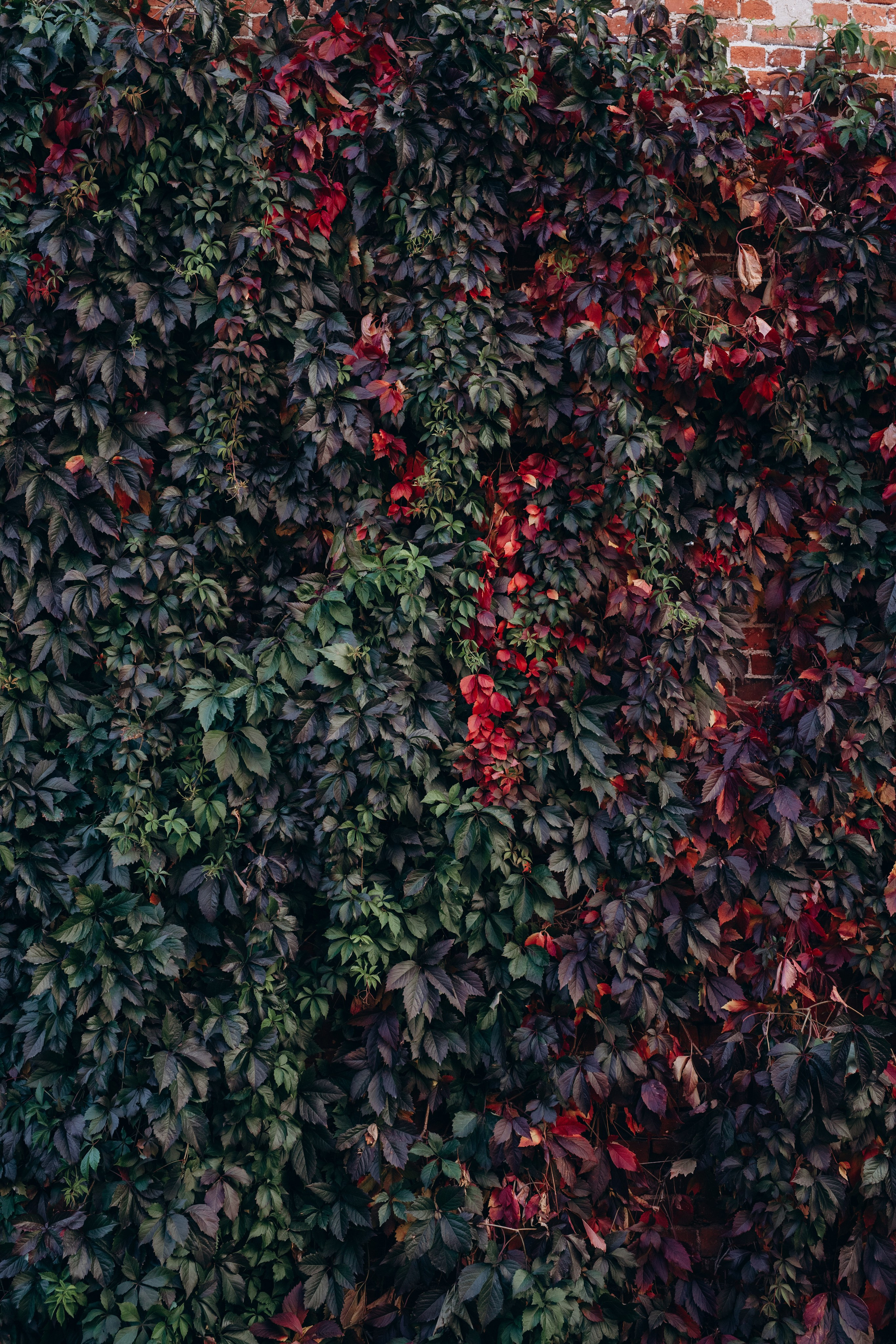 Семья Келлер. Фотограф Анастасия Петрова