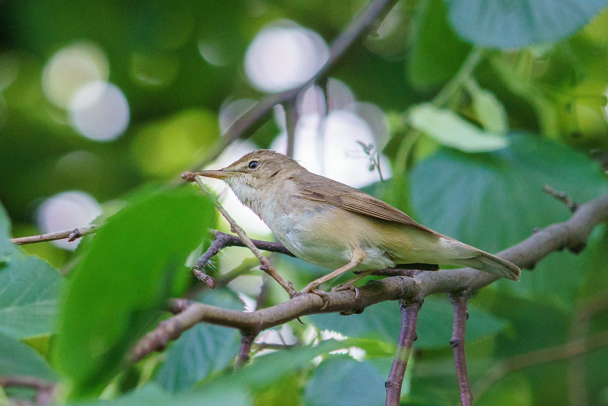 Удивительные мир птиц. Вокруг нас столько прекрасного — присмотритесь!. Ваш личный фотограф Марина Волкова