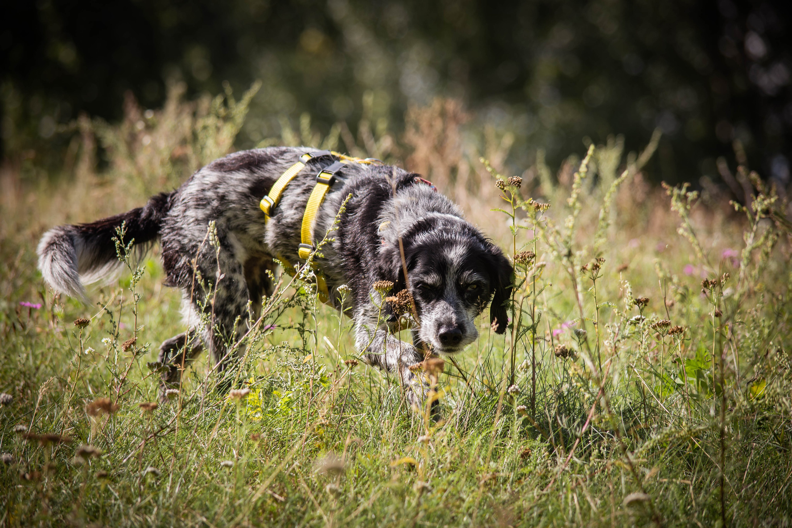 Берта, Ангелина и Витя. Фотограф Светлана Блинова, Москва и Московская область
