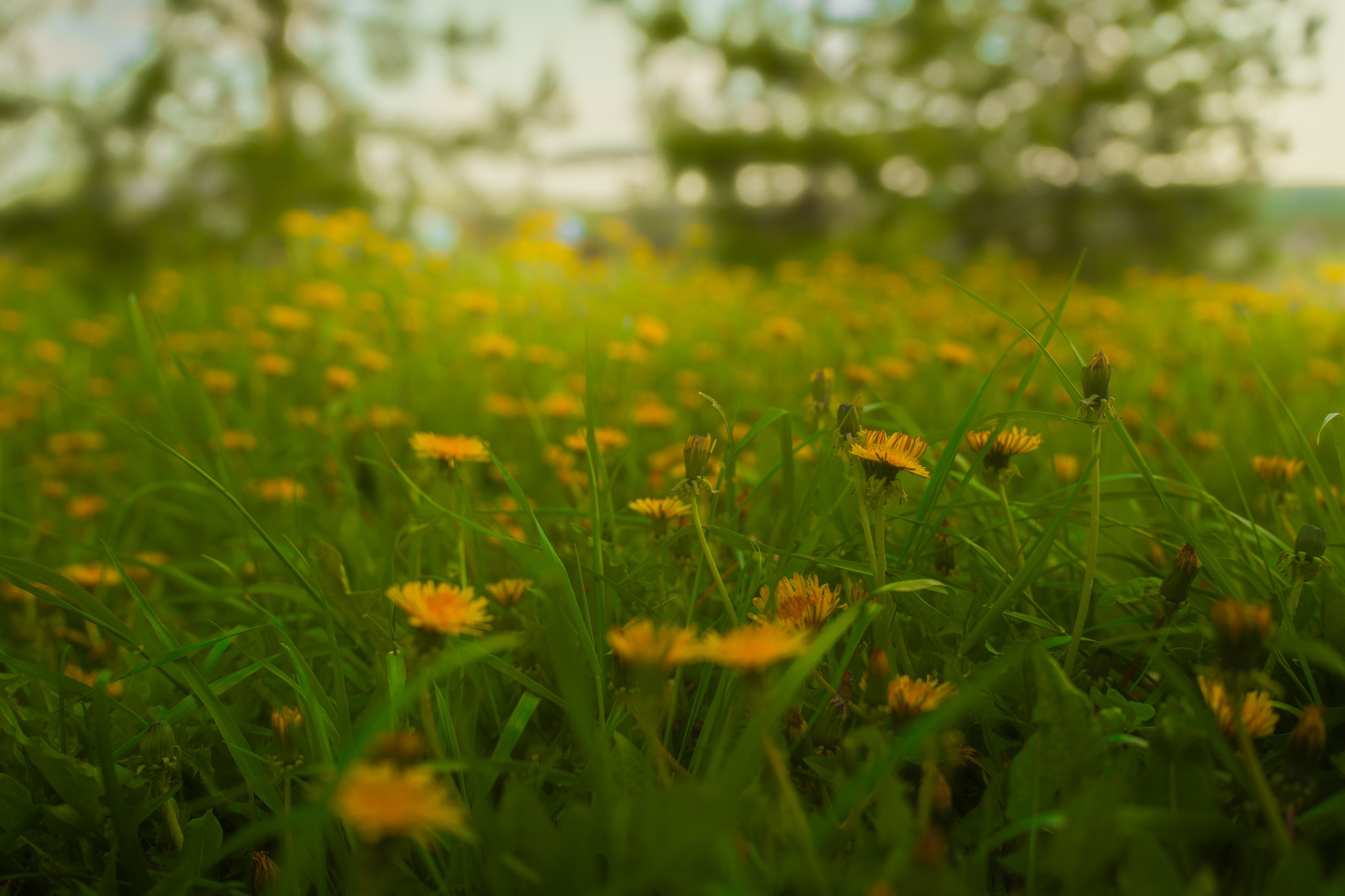 Пейзажи / Природа. Polypolarphotography