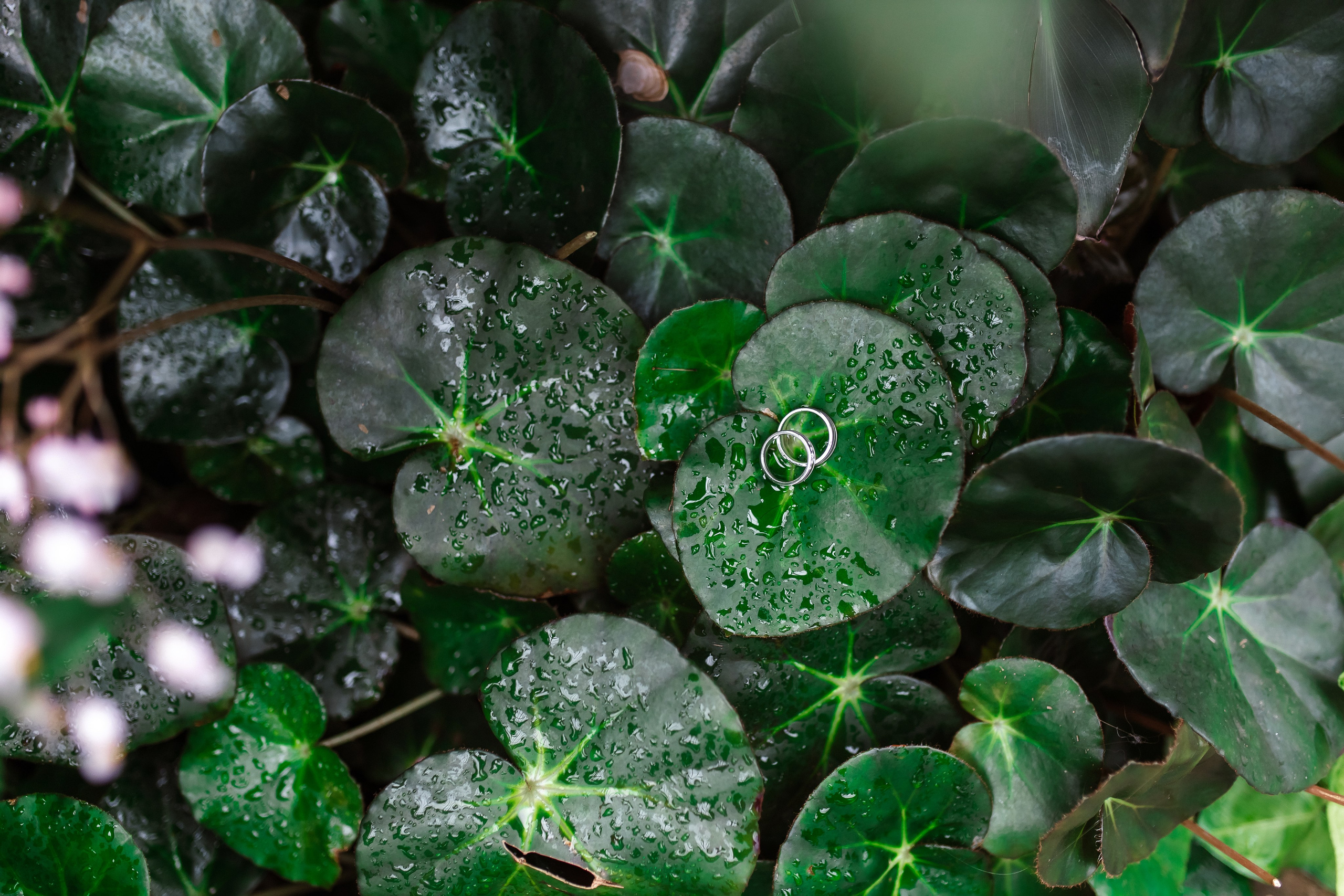 Женя и Вика. Свадебный фотограф в Санкт-Петербурге Болдинова Евгения