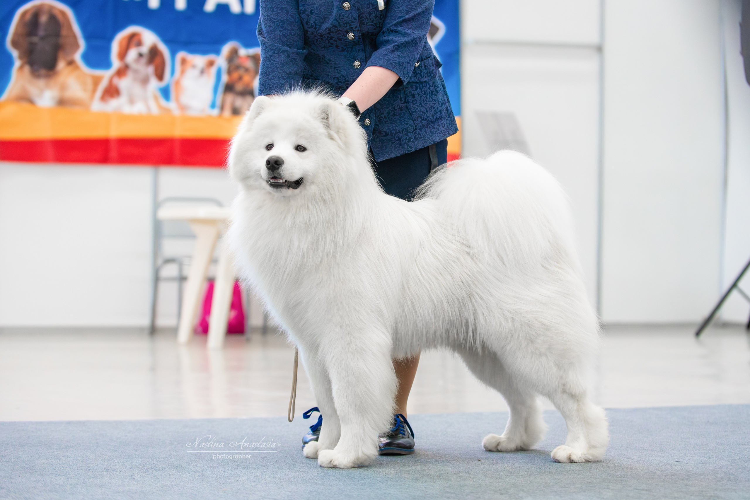 Выставки. Фотограф — Анималист