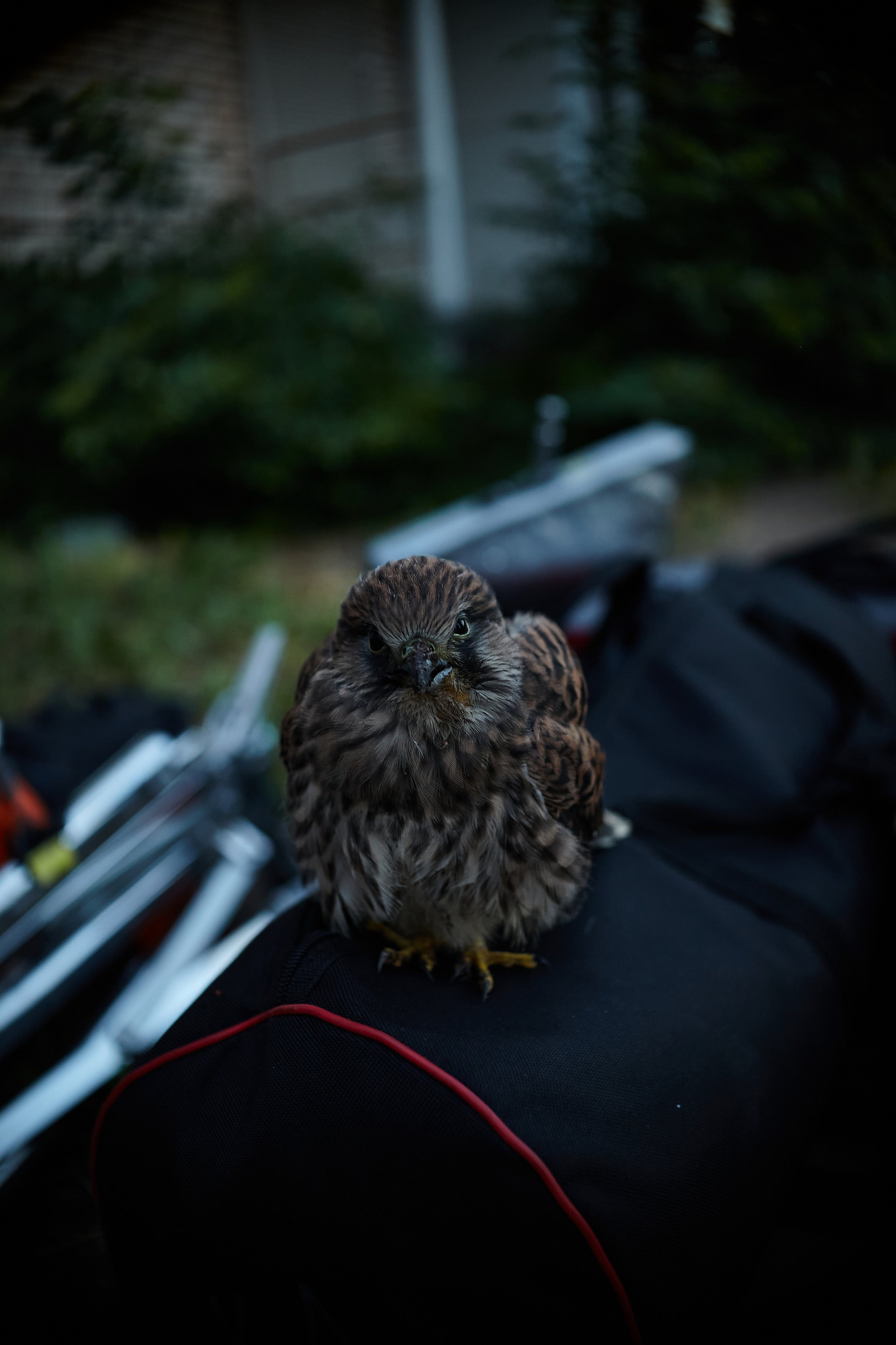 BACKSTAGE CLIP 2DAYS. Фотограф в Санкт-Петербурге Лазарев Евгений