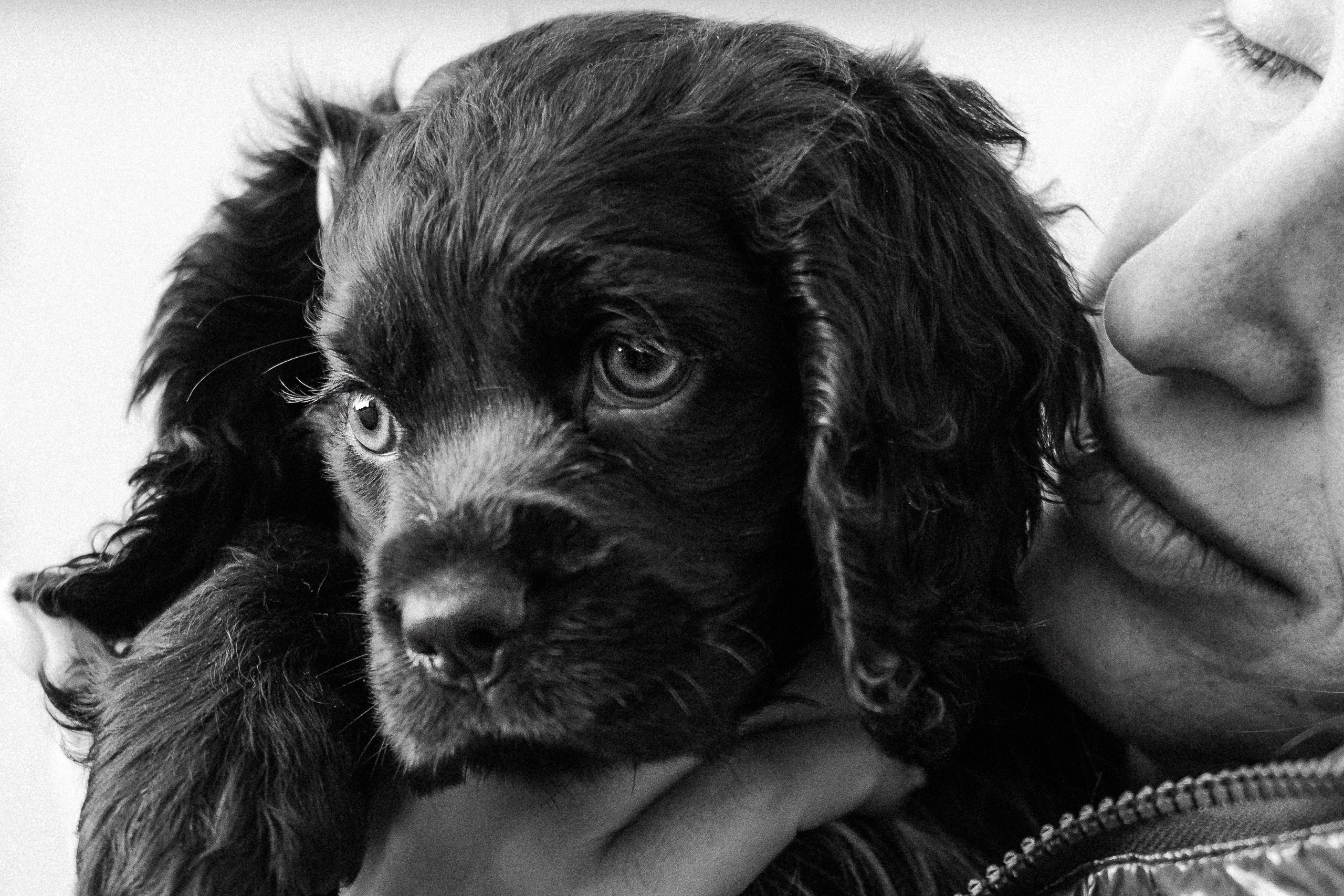 Mary & Busya’s first meeting. Natalia Finch Photography — Family, Kids & Pet Photographer in Chicago, IL