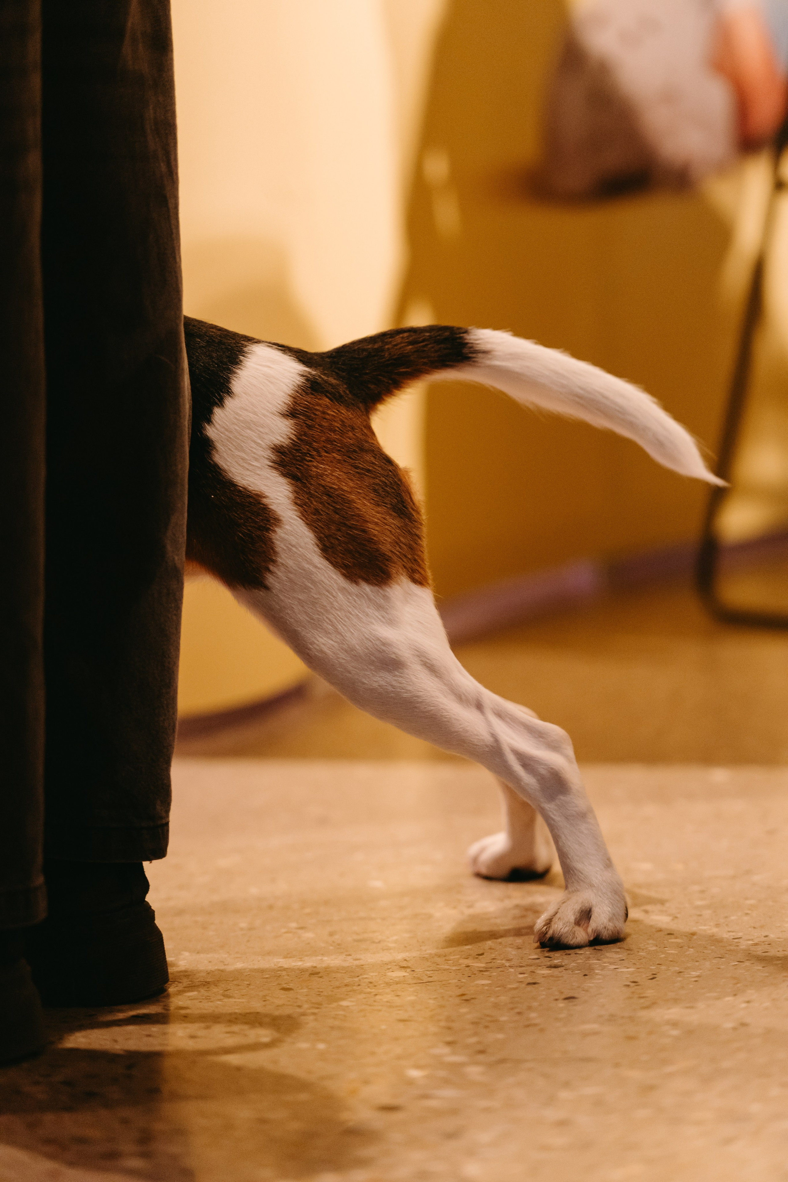 Frisky Dog Day. Фотограф Ирина Авдеева