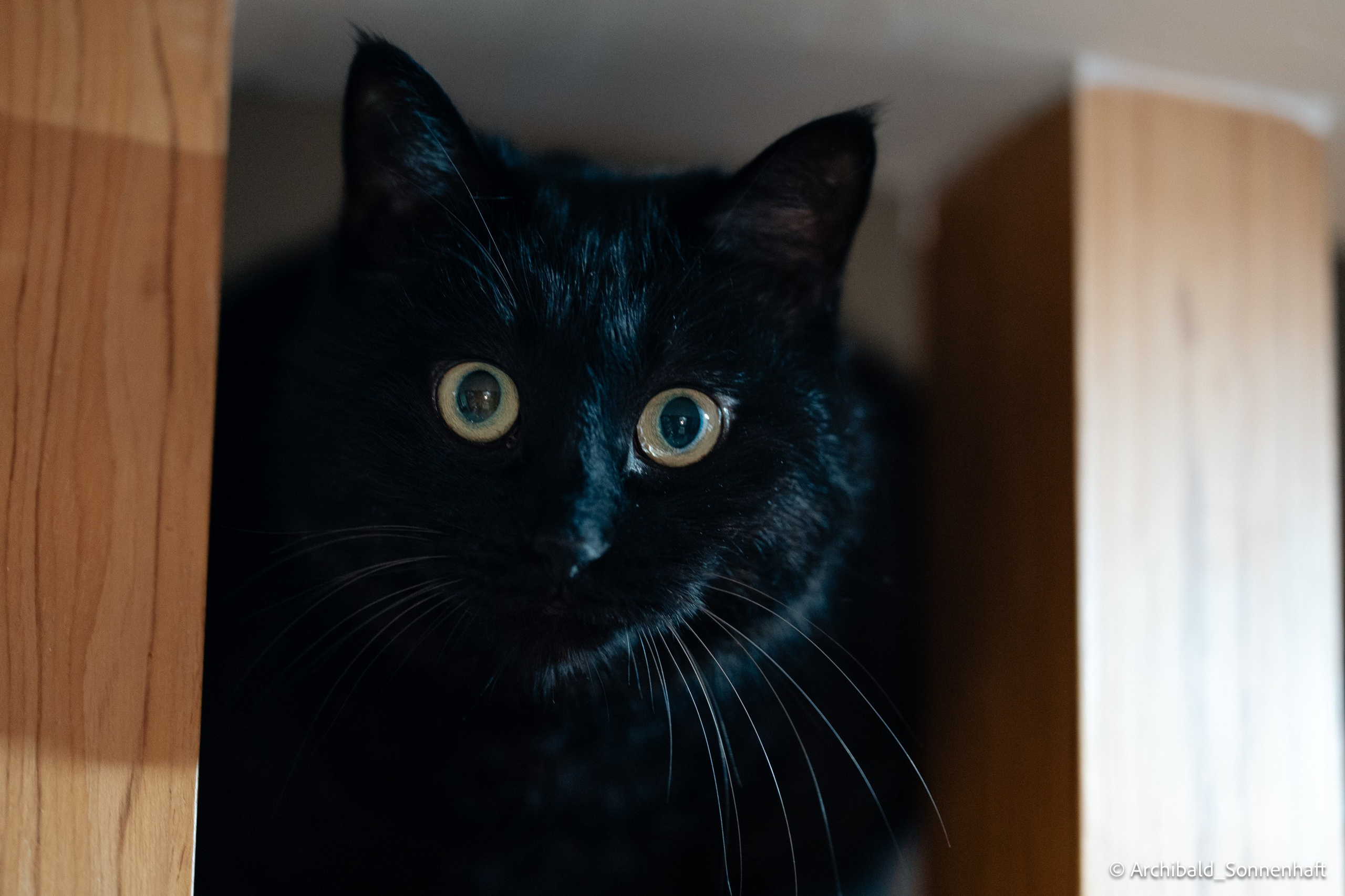 Cat, squirrel, japanese food and stand-up. Photographer in Guangzhou, China. Archibald Sonnenhaft