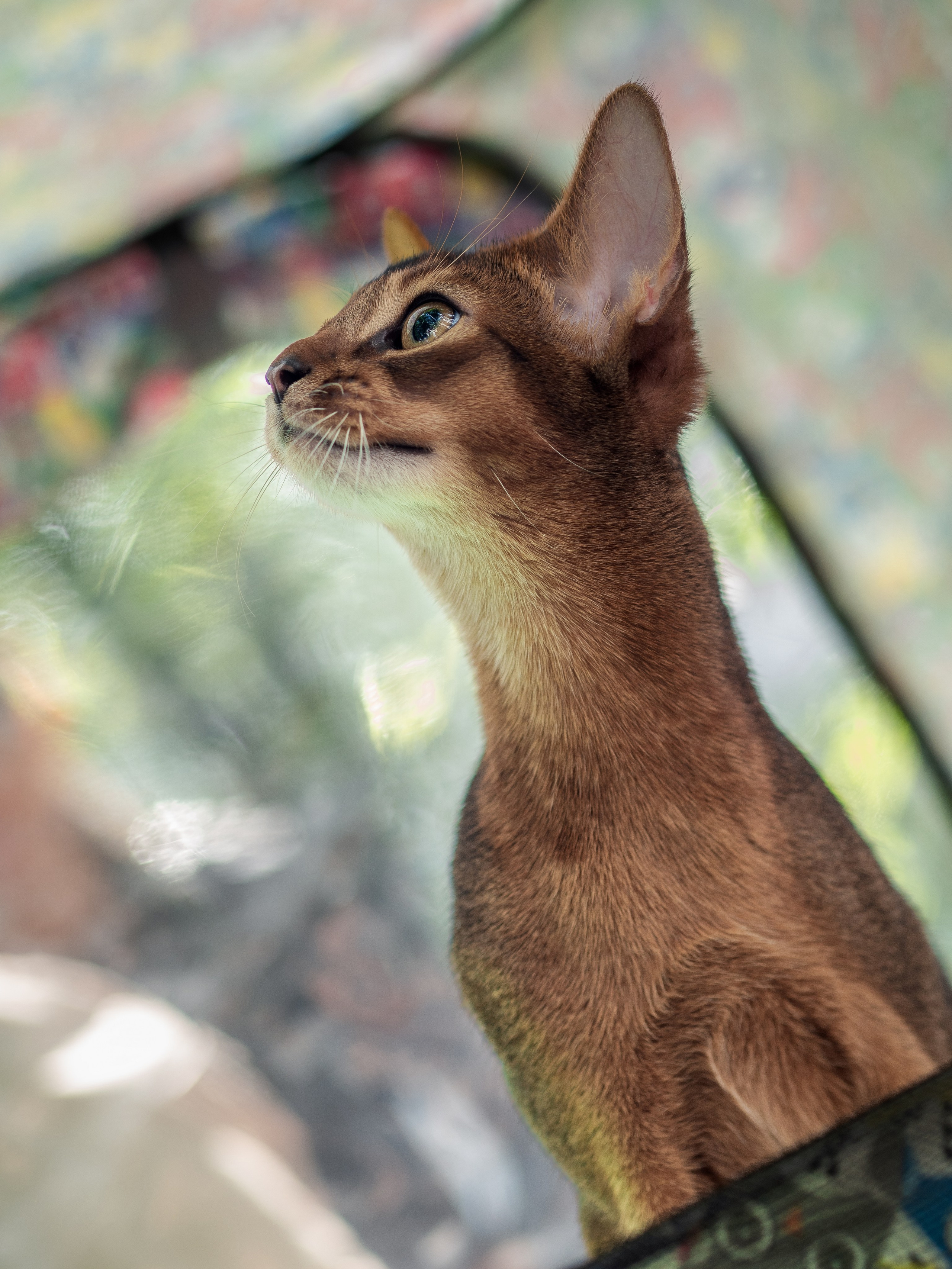 Анималистика. Сайт портфолио двух профессиональных фотографов