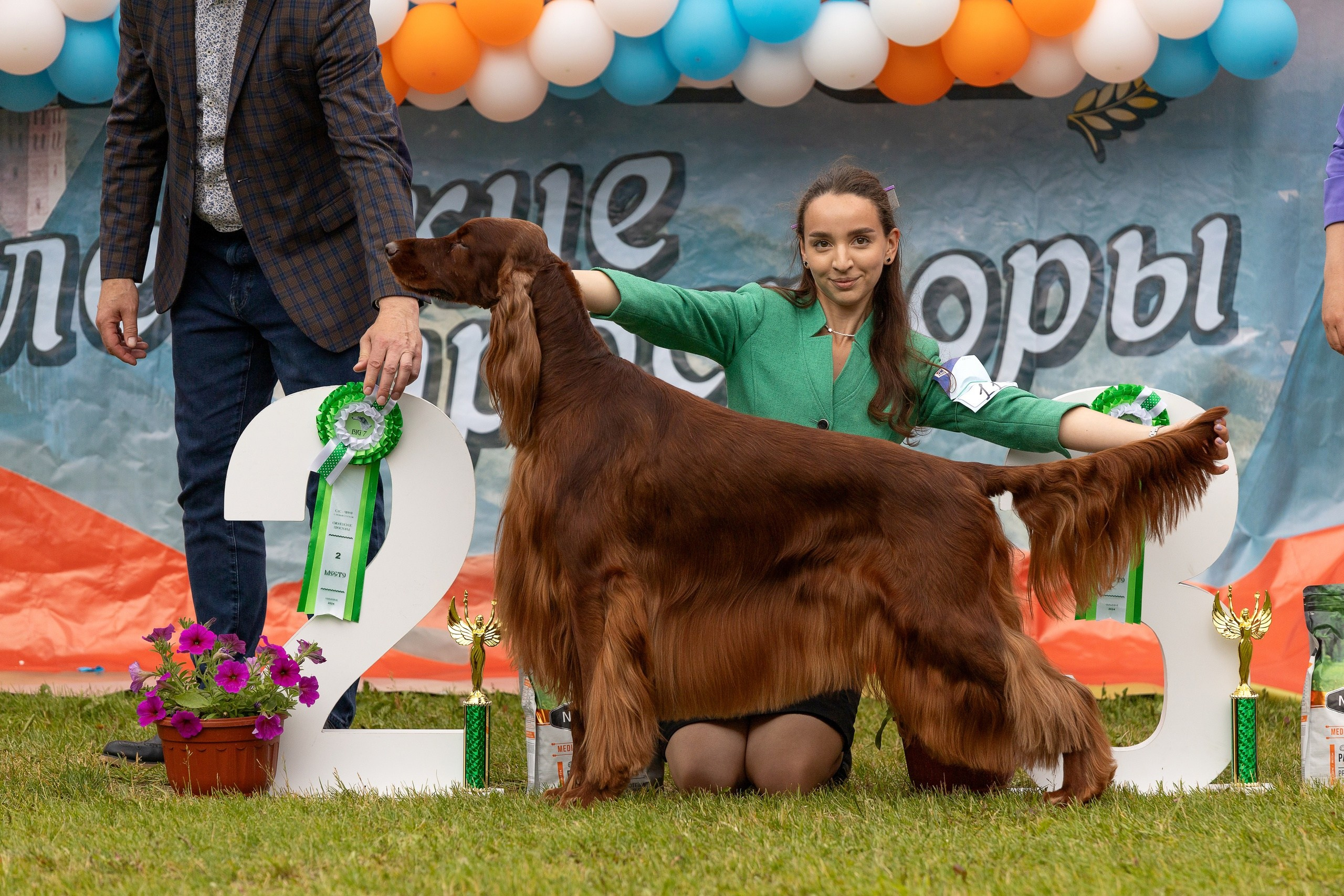 Выставки. Купить щенка Вельш-корги-кардиган в семейном питомнике — Ice Fantasy