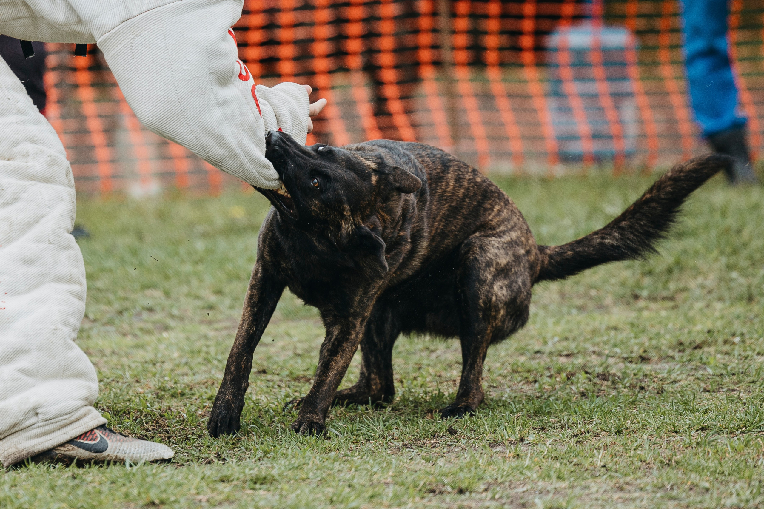 26.05.25 г. Пушкин квалификационные соревнования. Фотограф-анималист Анна Маринич