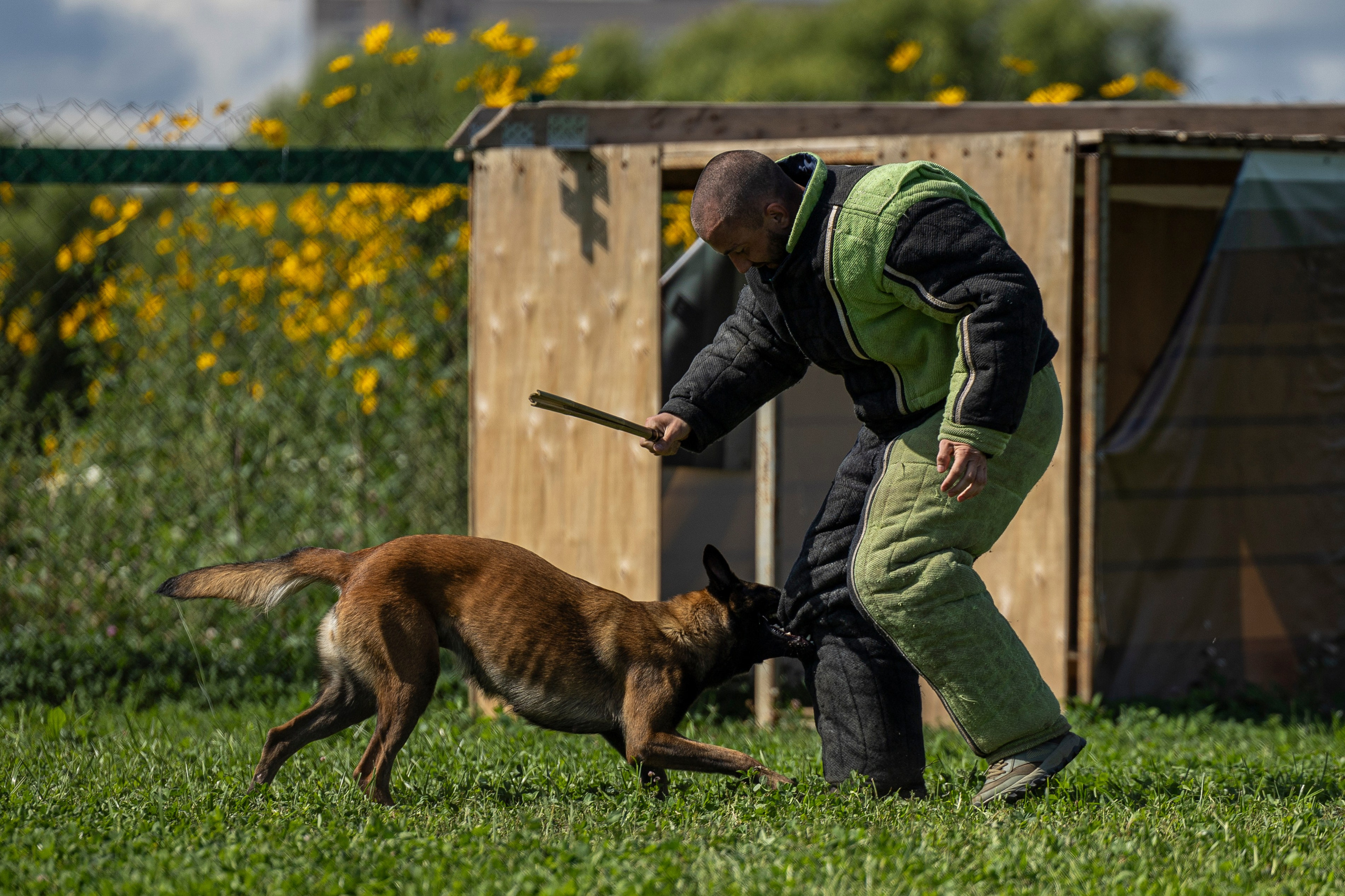 Соревнования по Мондьорингу г. Вологда 10-11.08.2024. Фотограф-анималист Анна Маринич