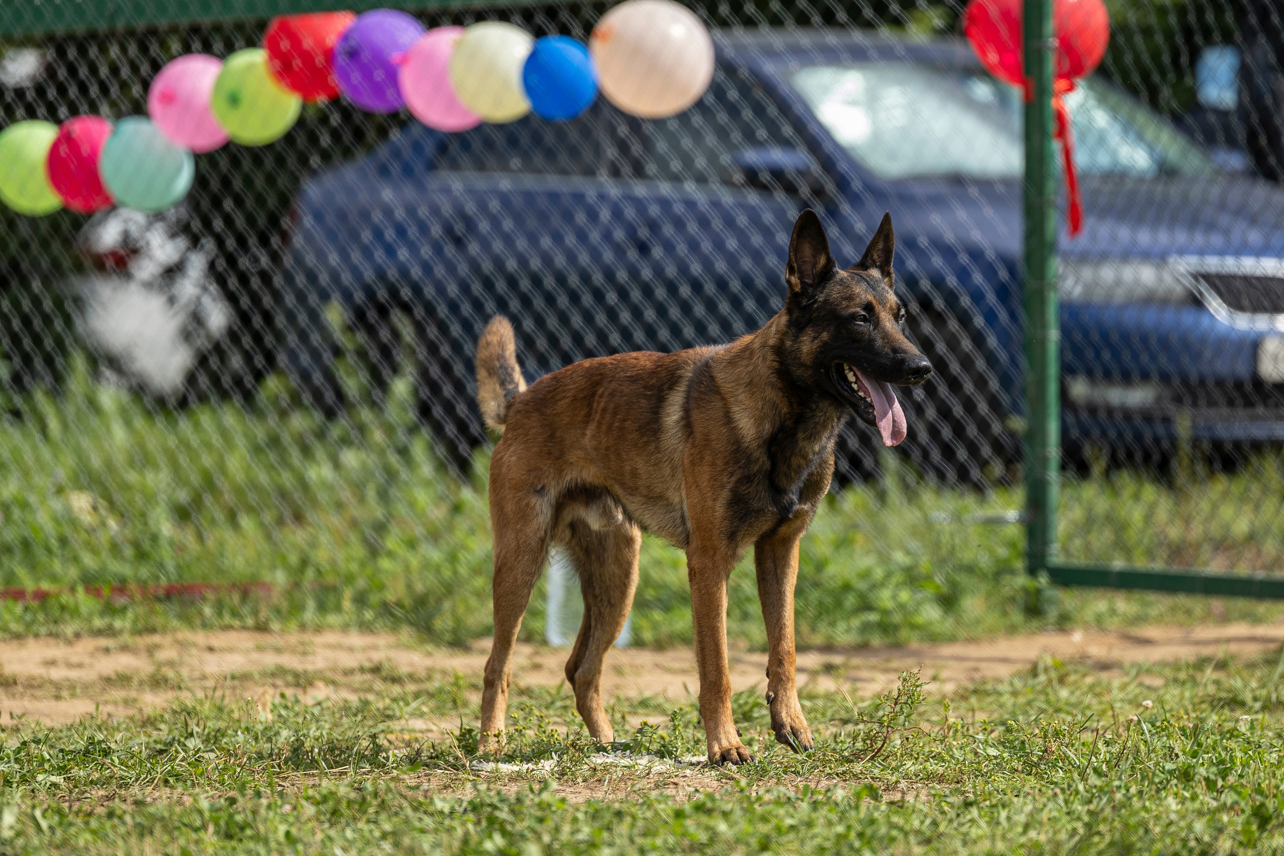 Соревнования по Мондьорингу г. Вологда 10-11.08.2024. Фотограф-анималист Анна Маринич