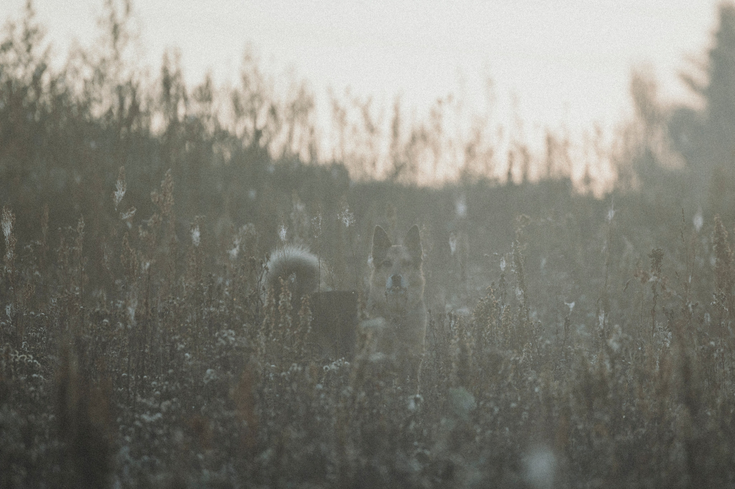 Света и Ричик. Фотограф-анималист Анна Маринич