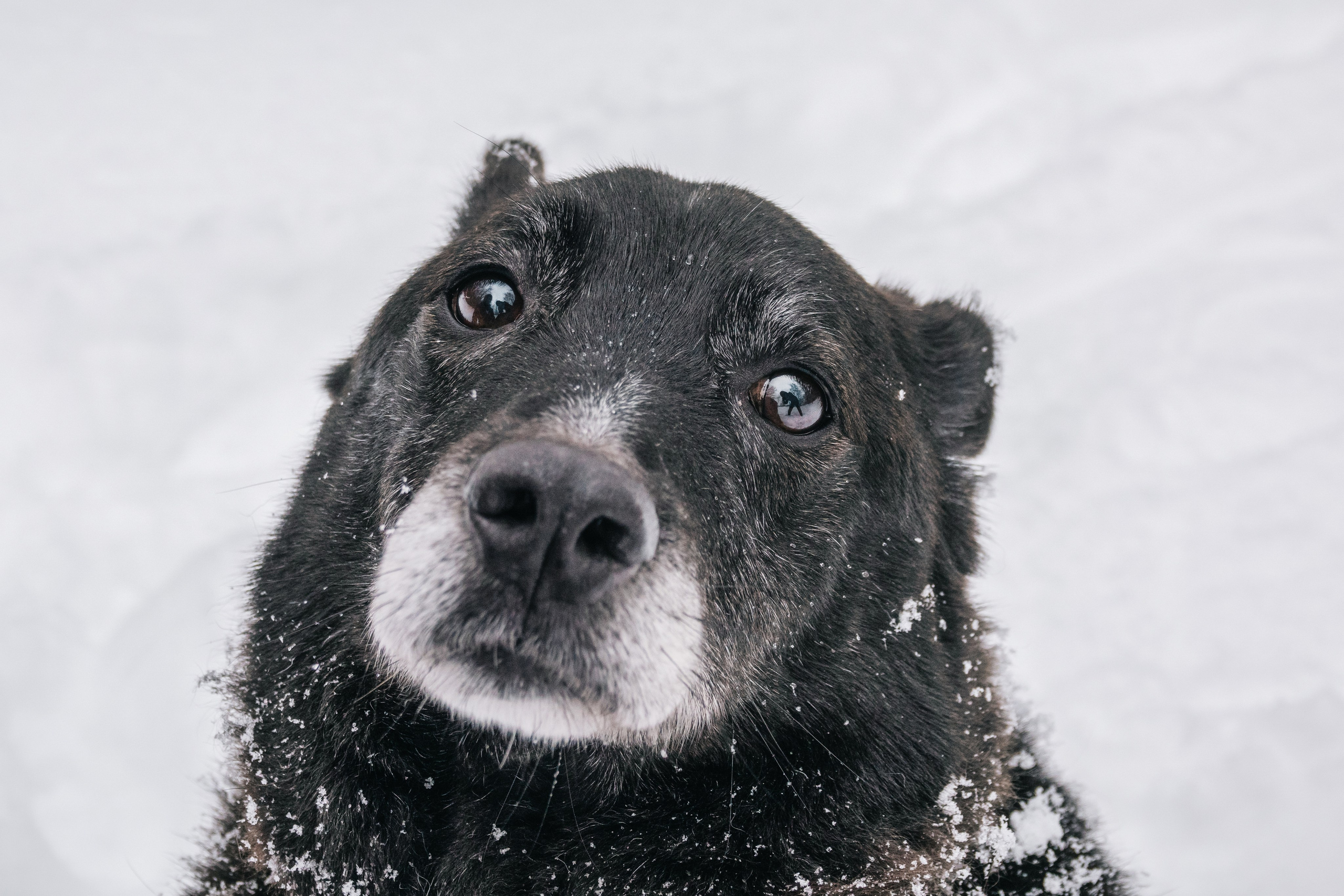 Мокрые носы: Булка, Черни и Марк💔 #ищудом. Фотограф-анималист в Москве Юлия Лайхо