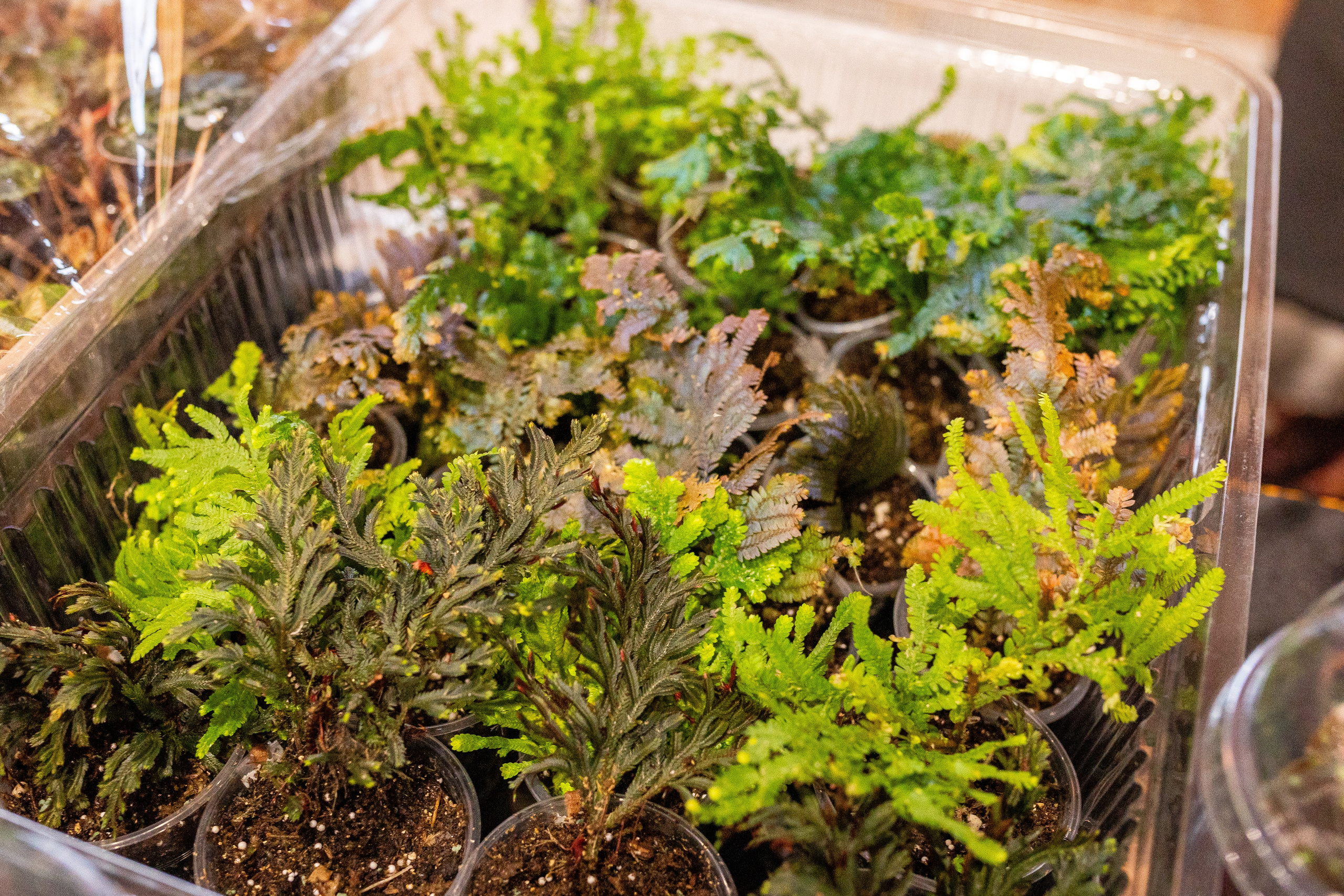 Green_Rare Ярмарка февраль 2025. Александра Куликова фотограф, Москва