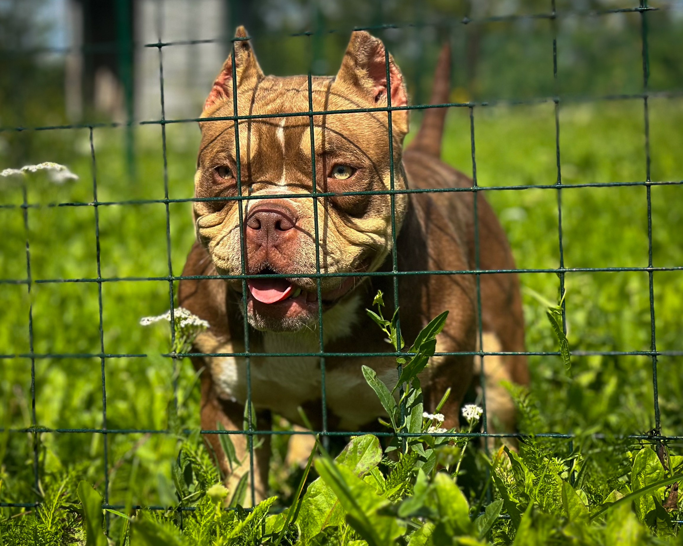 Ultimate Bully Tinky-Winky. Питомник американских булли Bounty Pride Bully