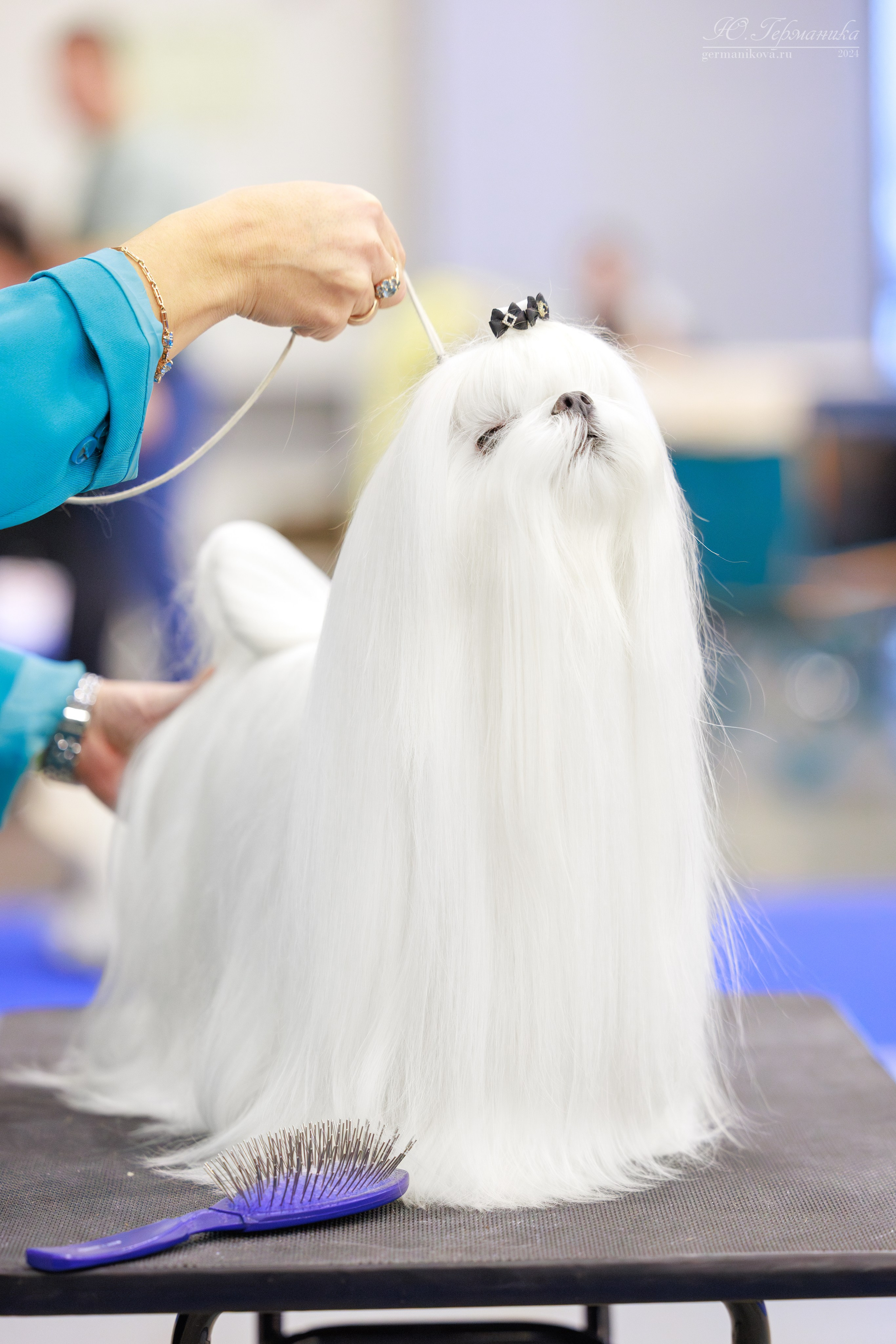 Санкт-Петербург 14.12.2024 ОС. Фотограф-анималист Юлия Германика