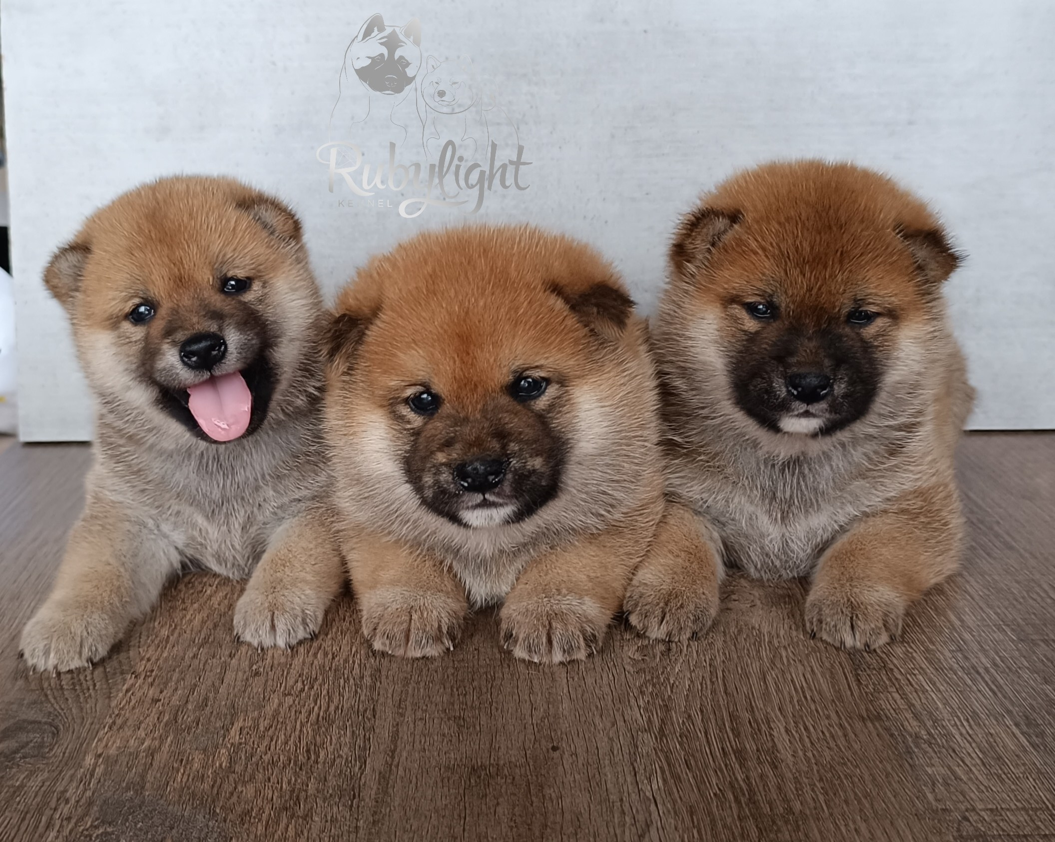 Сиба Помёт Е питомник Рубилайт