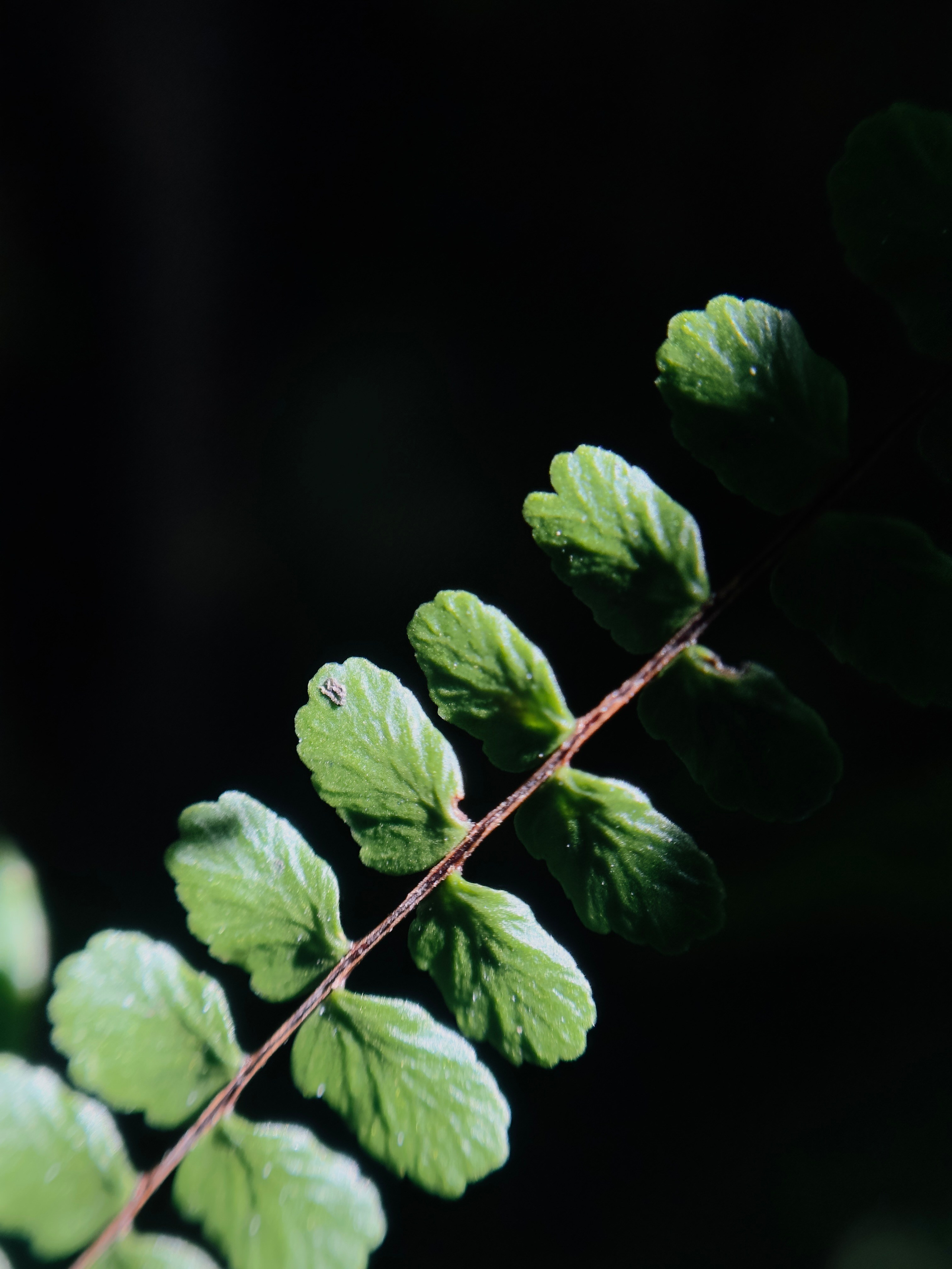 Макро любовь. Смотри, красота!