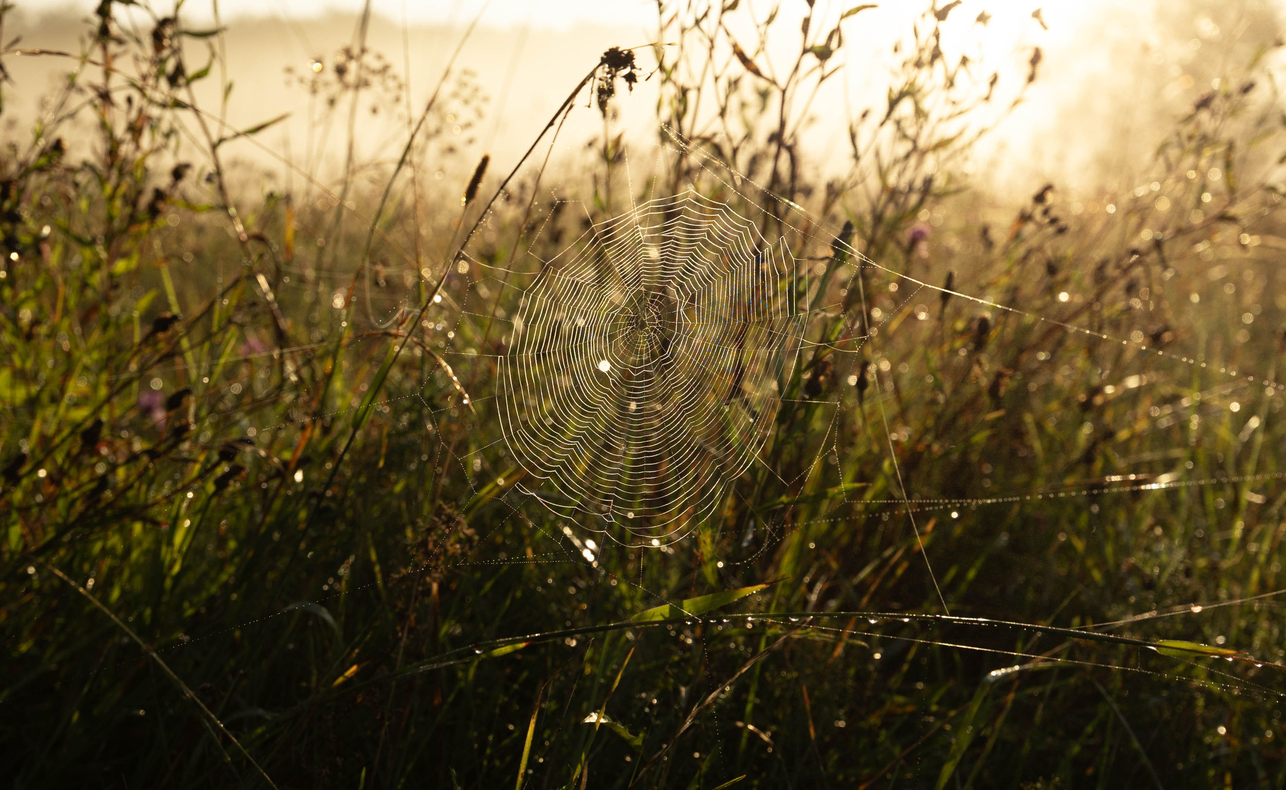 ПЛАНЕТА ЗЕМЛЯ (пейзаж). АЛЕКСЕЙ КОЛМАКОВ. Фотограф. Москва и Московская область