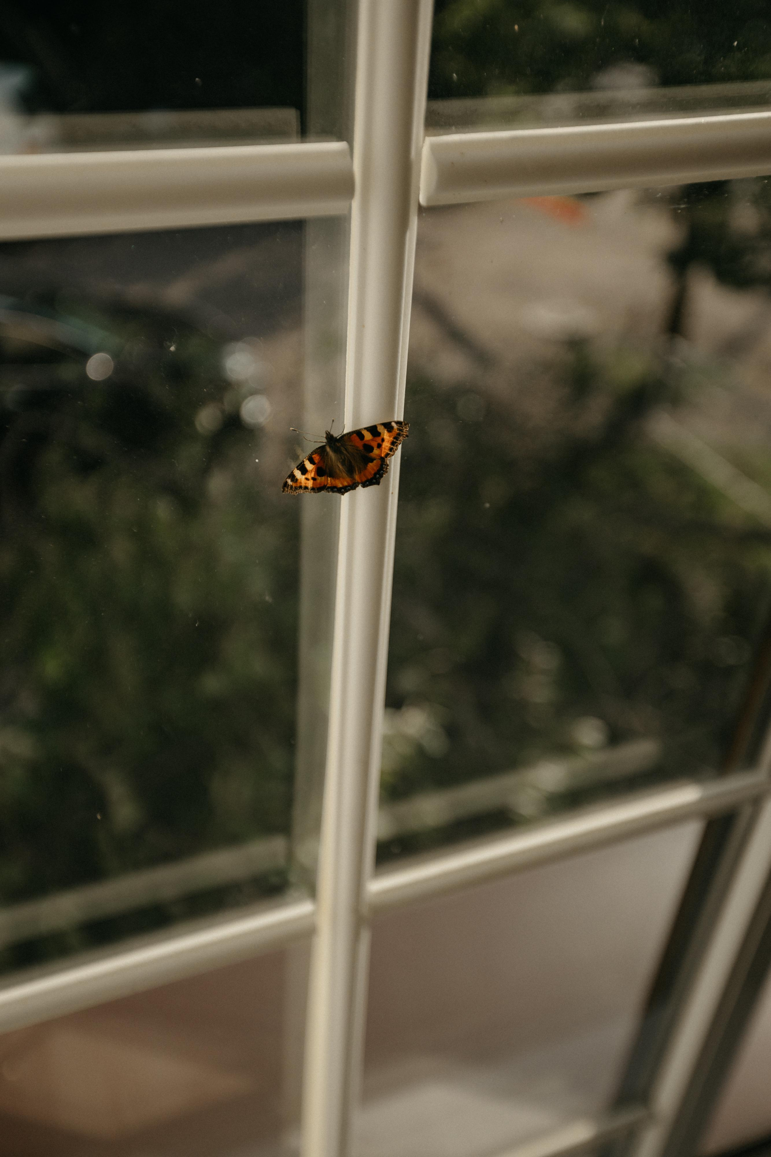 Вика|Дима. Свадебный фотограф Таня Караисаева