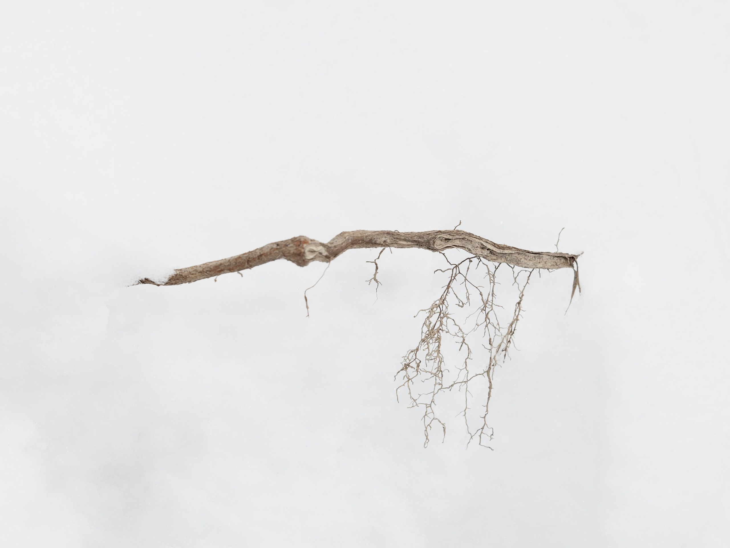 Пейзаж в интерьере | Interior landscape. Фотограф алина стерхова, алина стерхова фотограф, фотограф москва