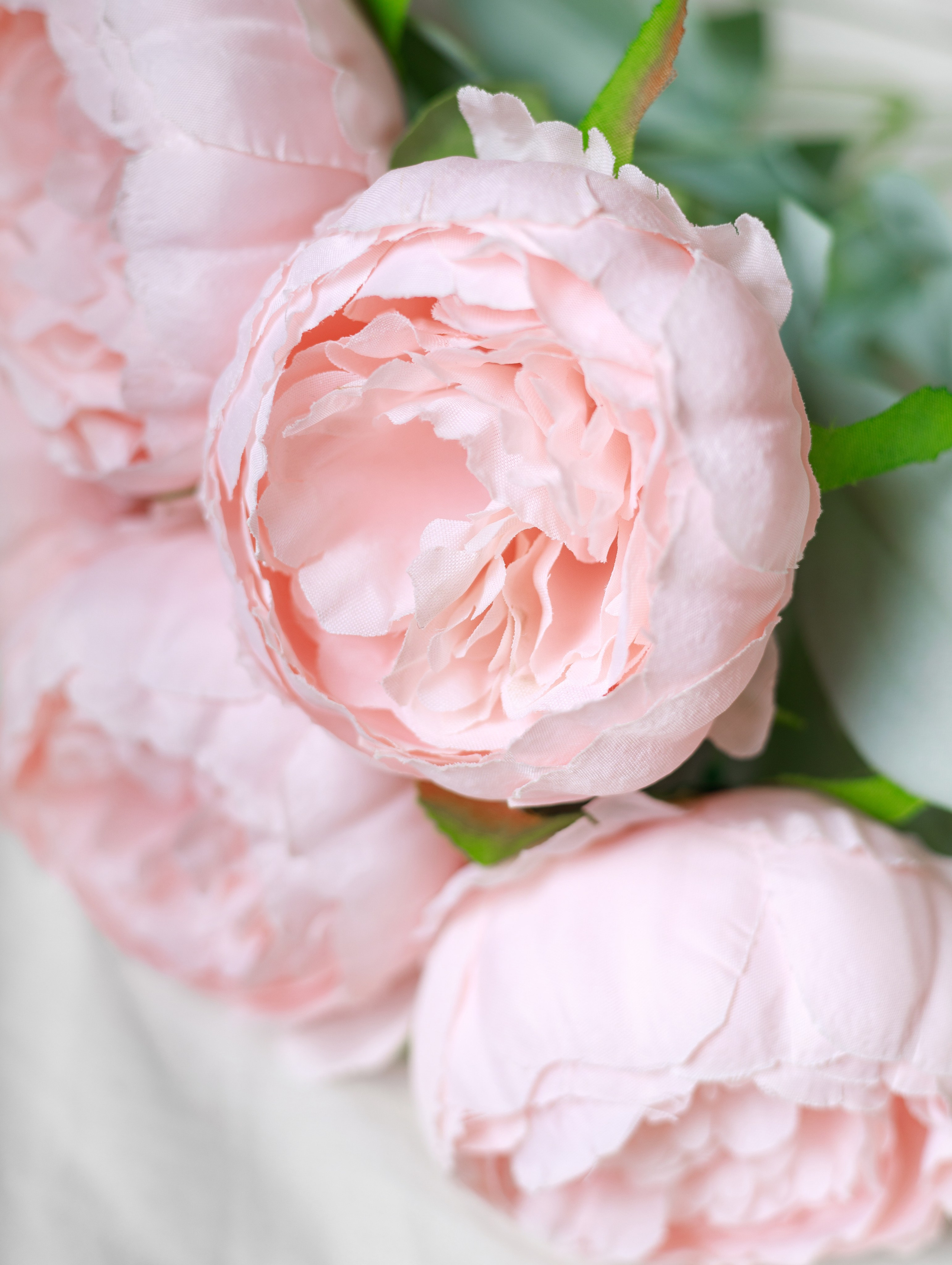 Пионы для OZON. СЕМЕЙНЫЙ И ПРЕДМЕТНЫЙ ФОТОГРАФ — ЛЕНА ГОНЧАР | КРАСНОДАР | МАЙКОП