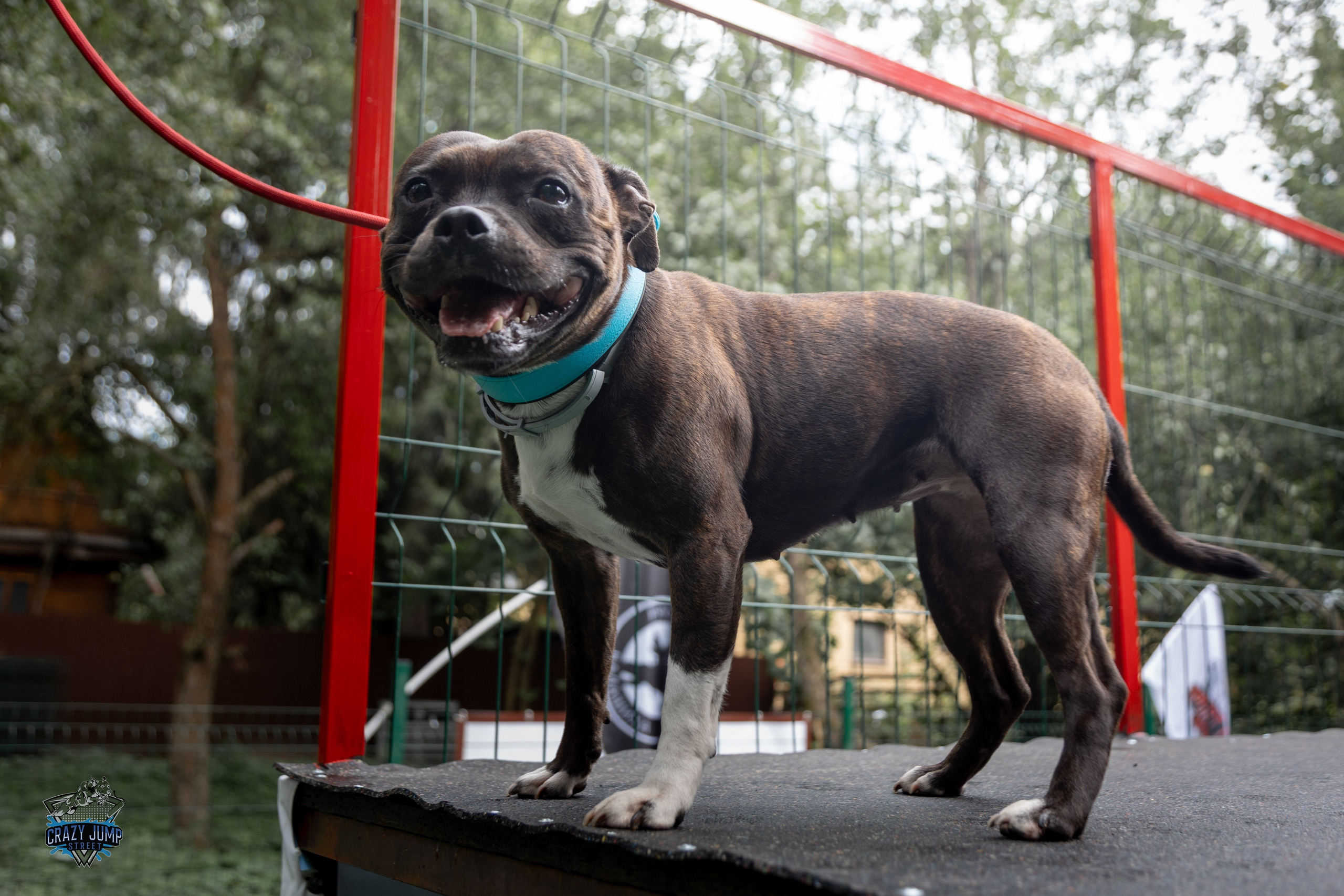 Собаки, спорт, Док дайвинг. Свадебный и репортажный фотограф в Москве и Московской области