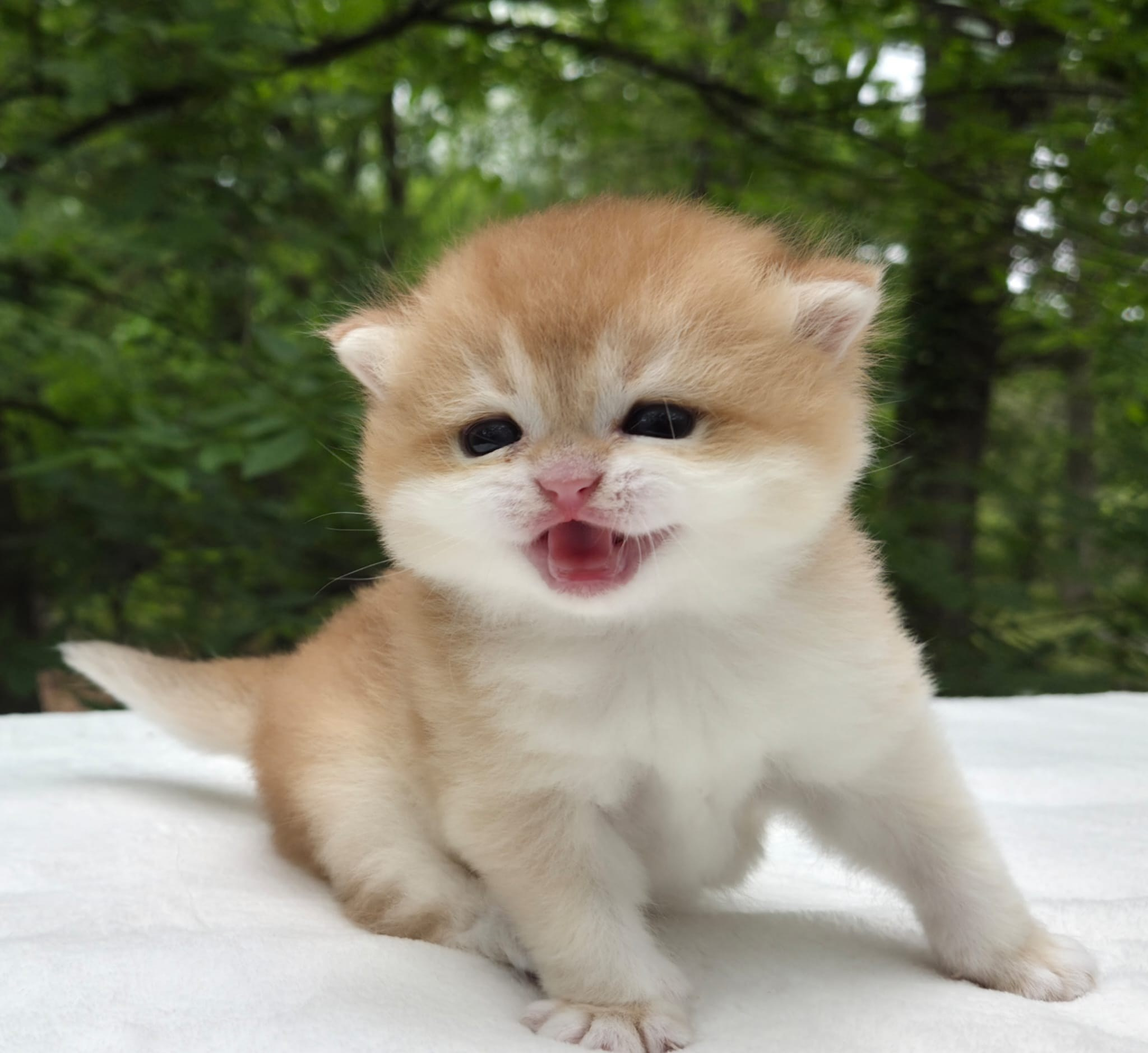 Shady, female, DB-03/25/26. British shorhair Cats