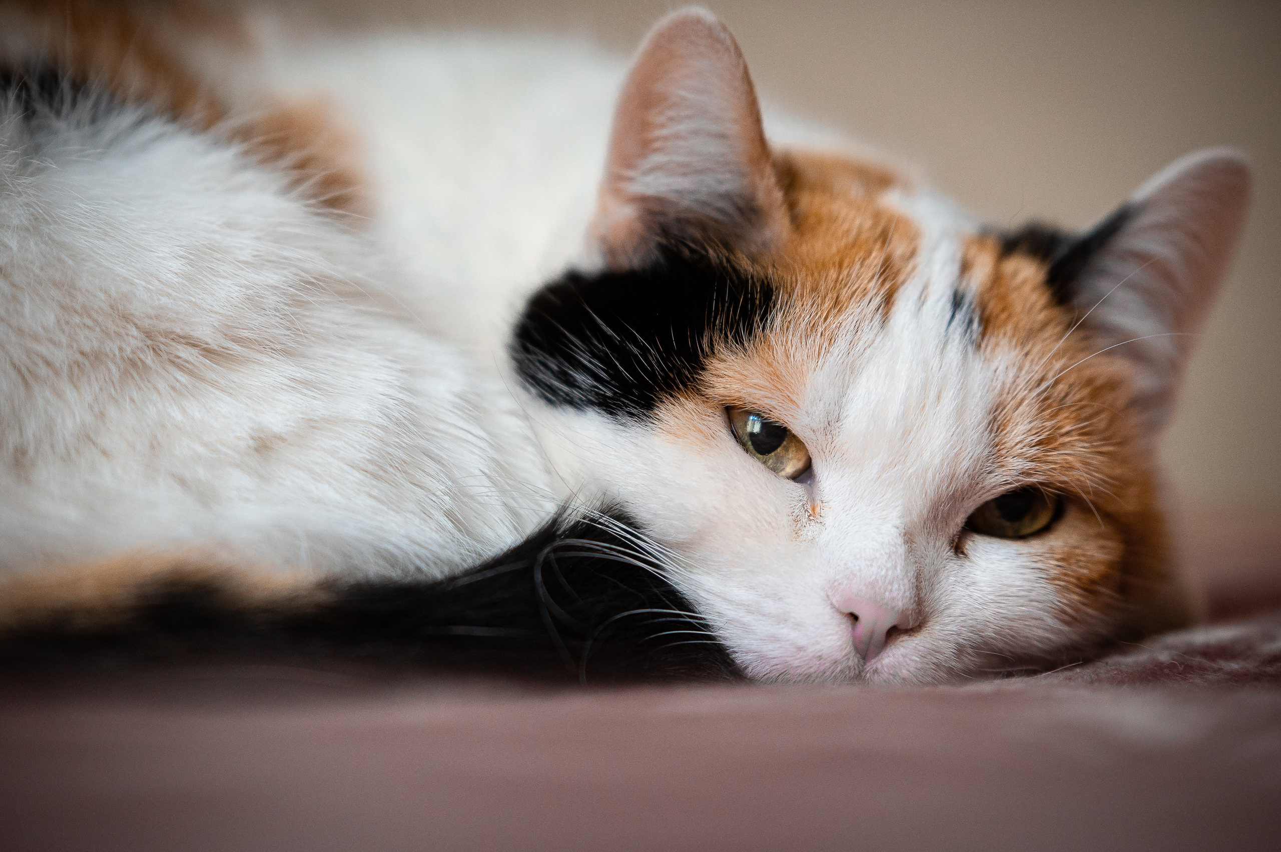 Кошки. Фотограф-анималист в Санкт-Петербурге Анастасия Иванова