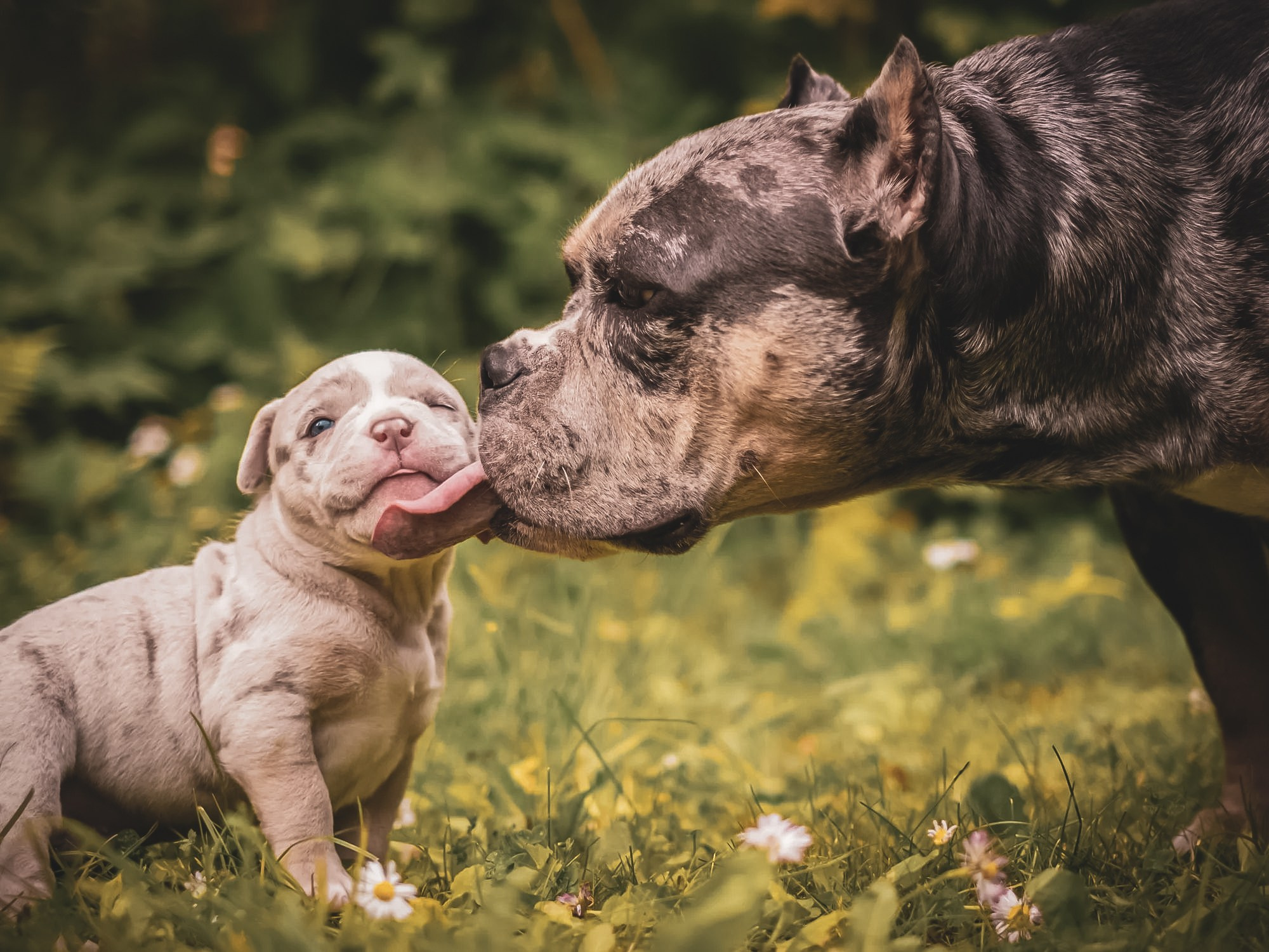 Зоофотограф, фотограф животных в Москве и области Дина Дамоцева