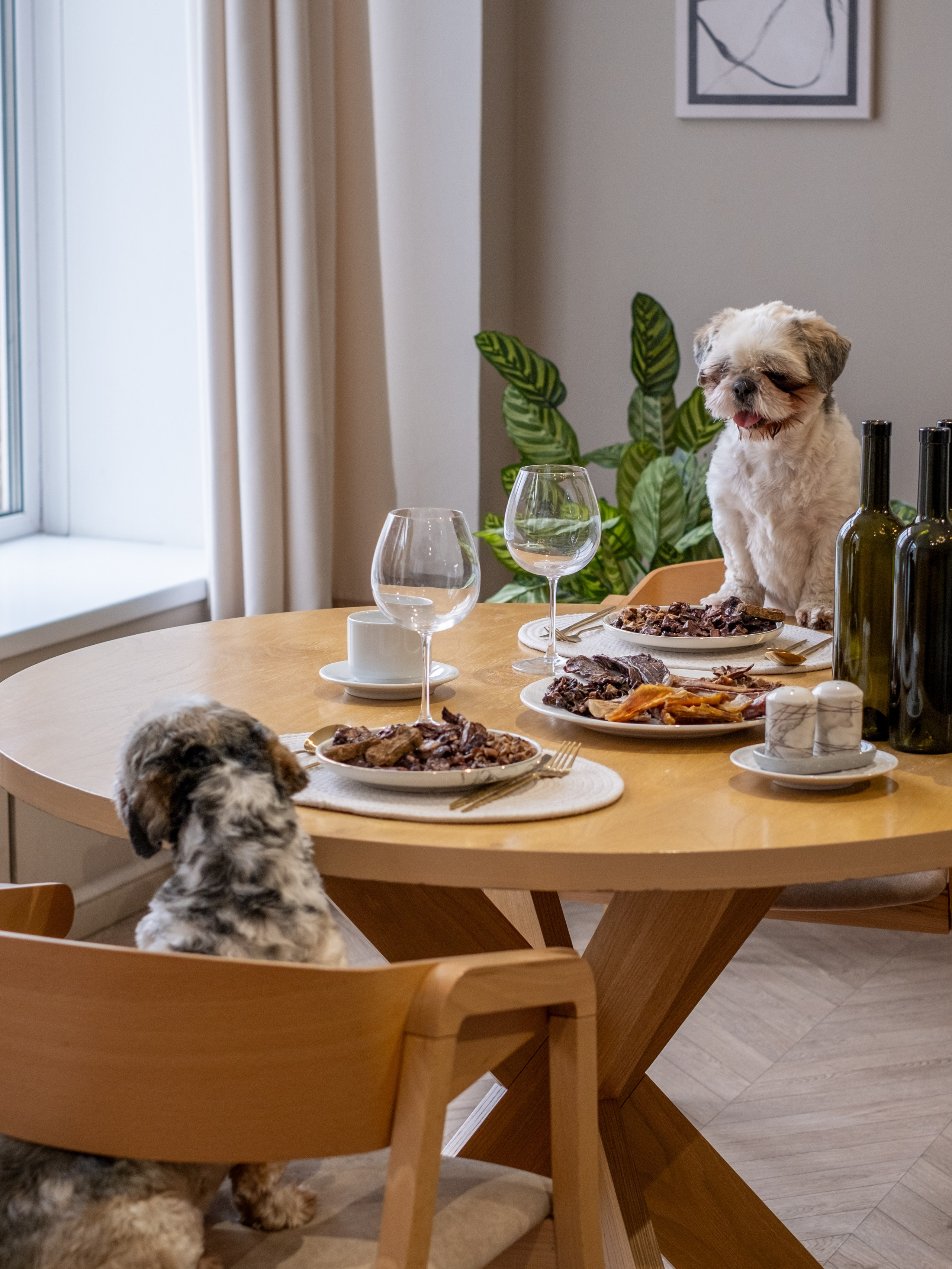 Съёмка для рекламной кампании лакомств для собак (для Григория)!. Зоофотограф, фотограф животных в Москве и области Дина Дамоцева