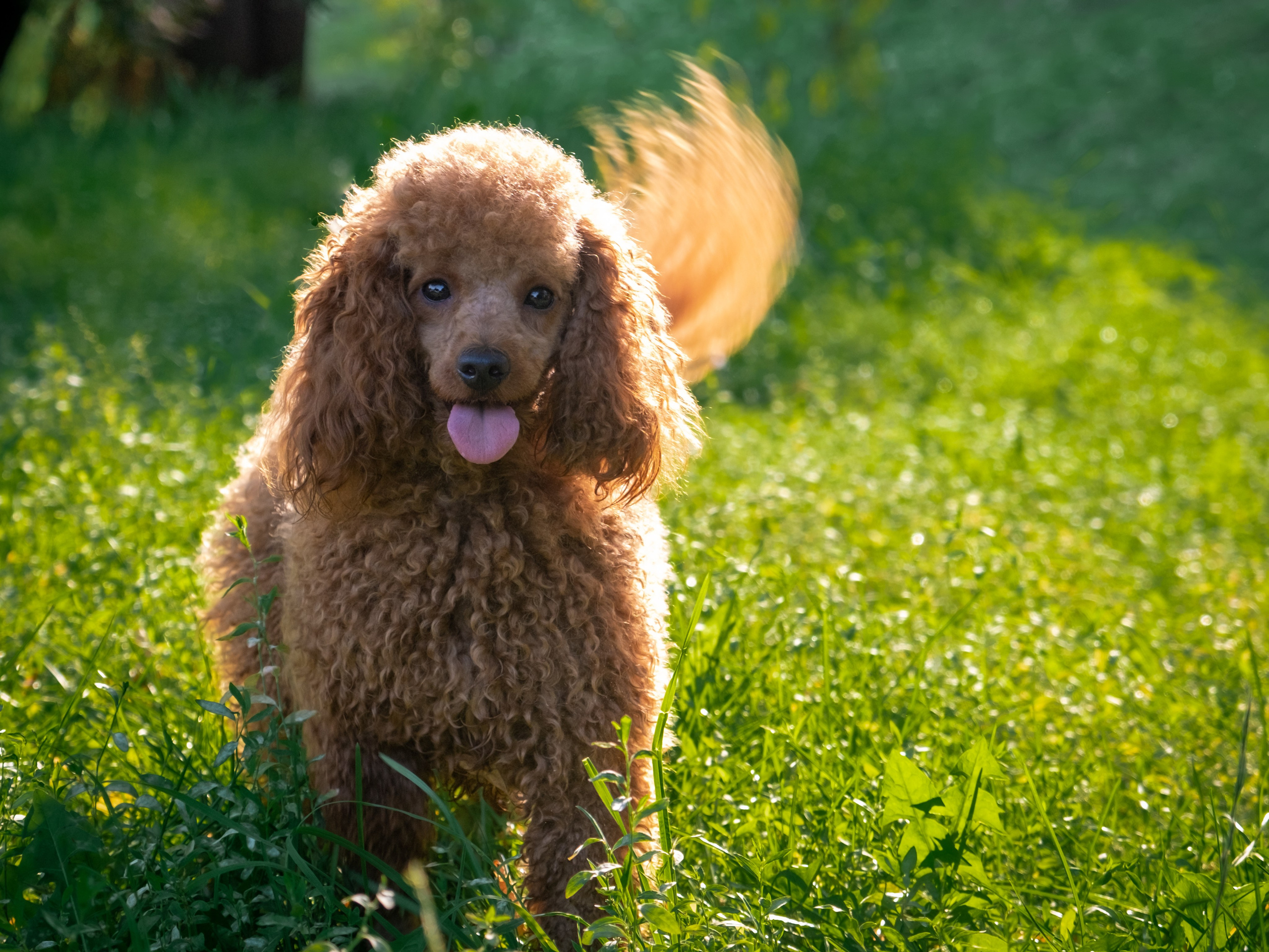 Задорная пудель Василиса для Галины)