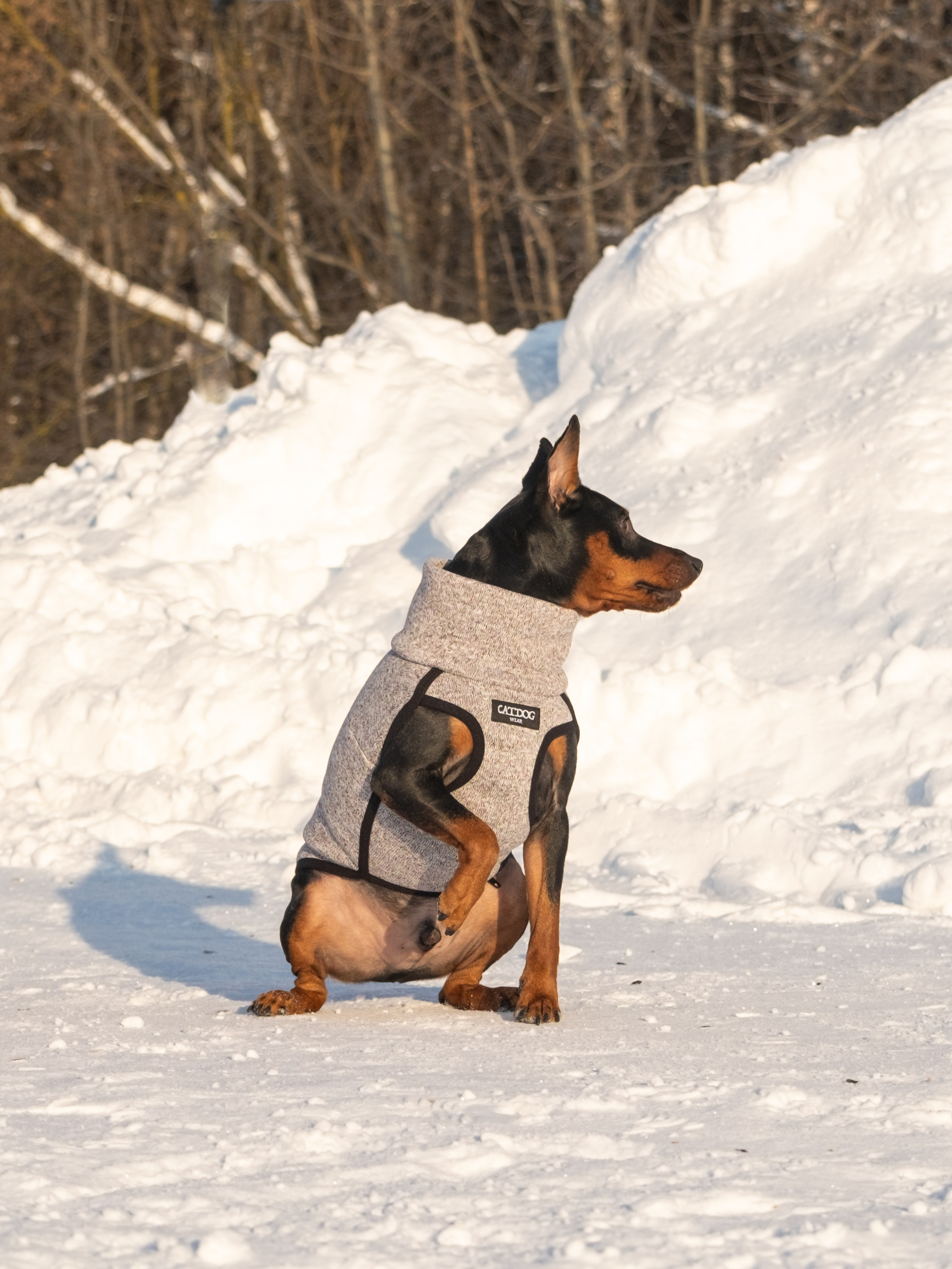 Одежда для собак. Заказчик — Екатерина!. Зоофотограф, фотограф животных в Москве и области Дина Дамоцева