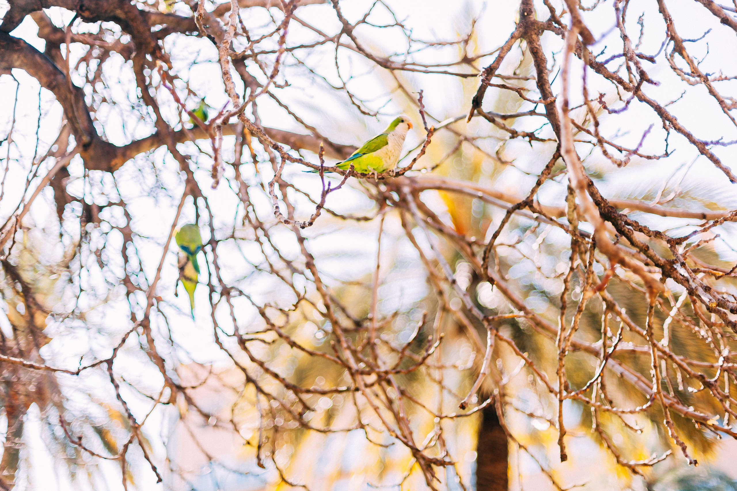 Барселона. Аня Степанова