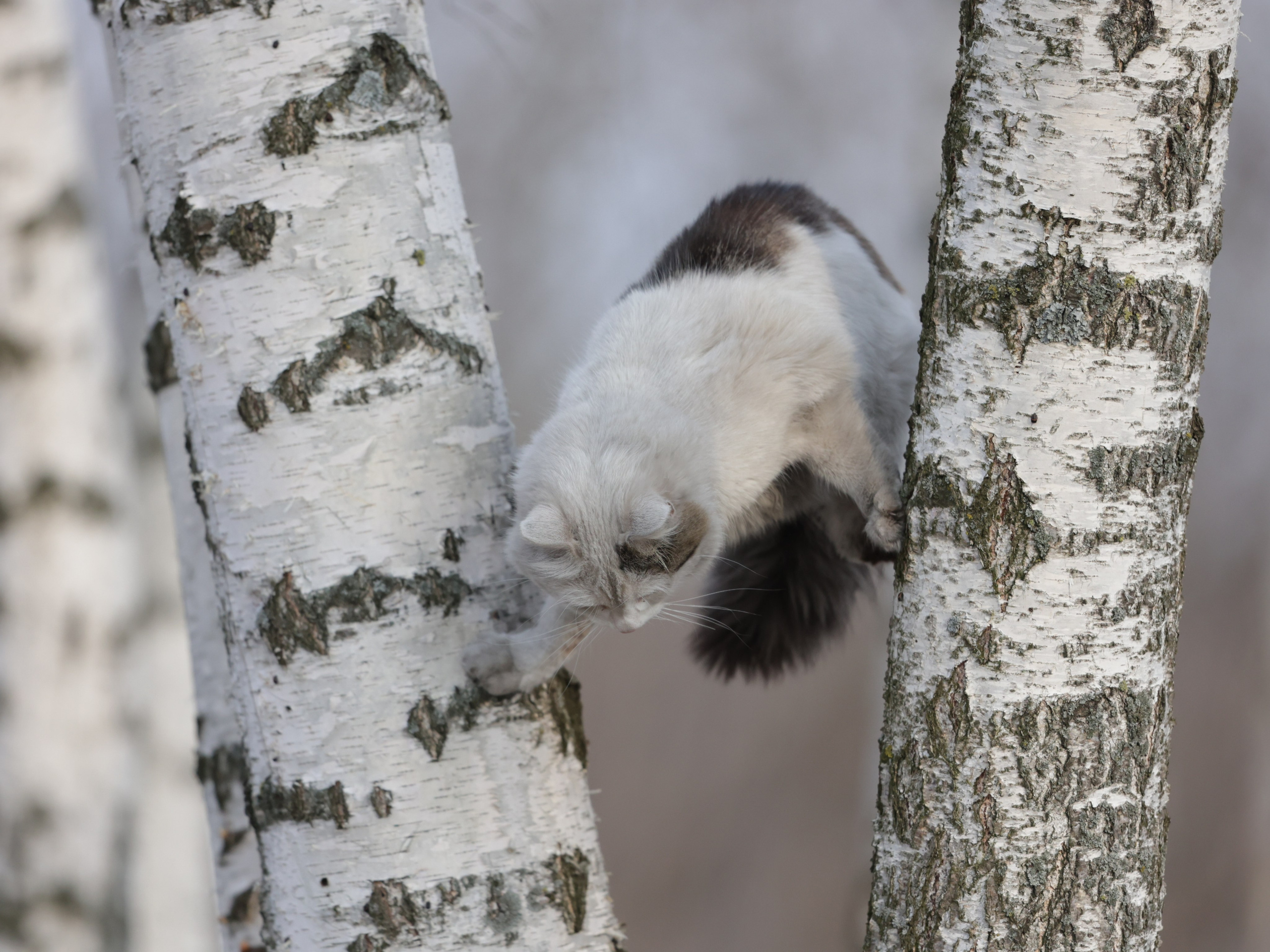 Фотограф Татьяна Марсуверских г. Жуковский, Москва и Мо. Репортажные съёмки, фотосессии,  фотограф анималист, фотосъёмка животных. Фотограф для маркетплейсов, фотоуслуги в Жуковском Татьяна Марсуверских