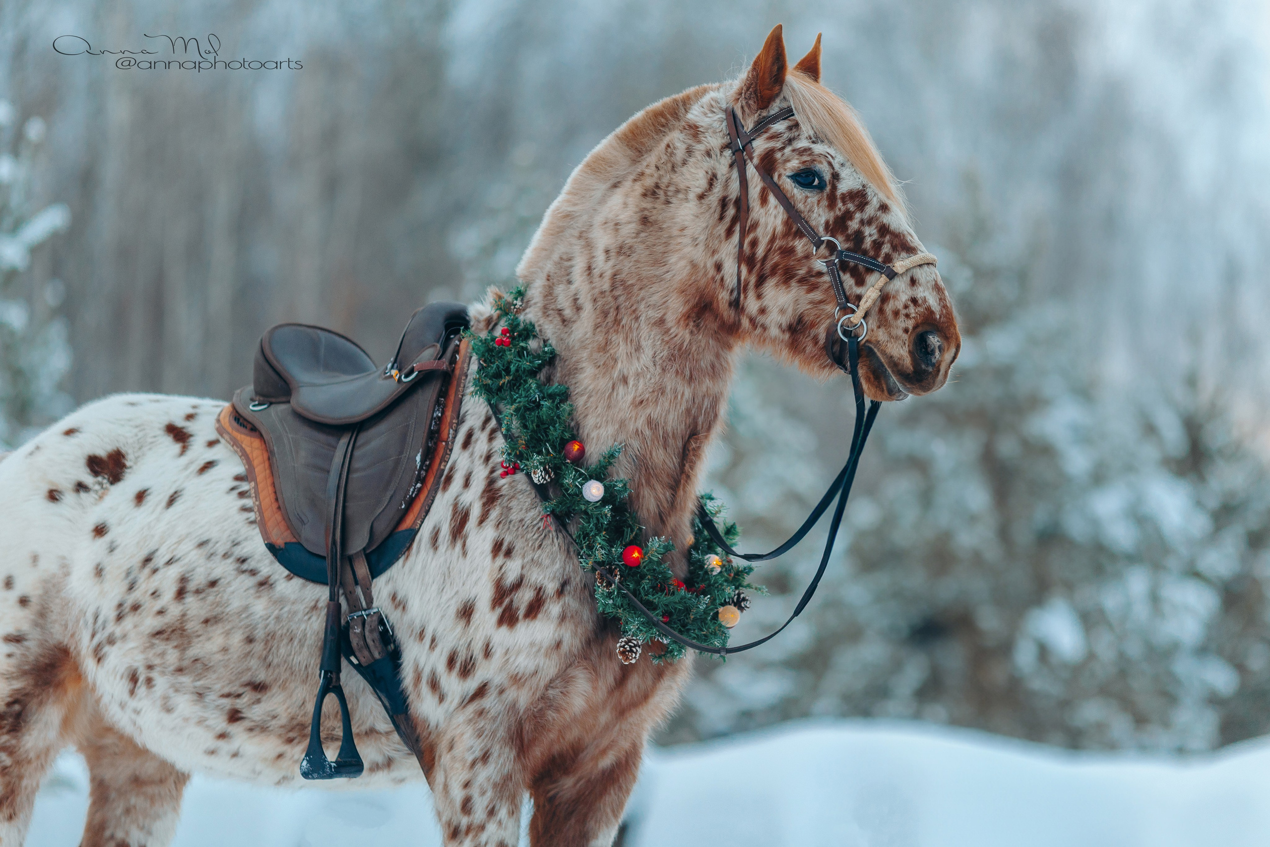 Съемка для лошадей. Анна Молчанова конный фотограф в Тюмени | фотосессии с лошадьми Тюмень