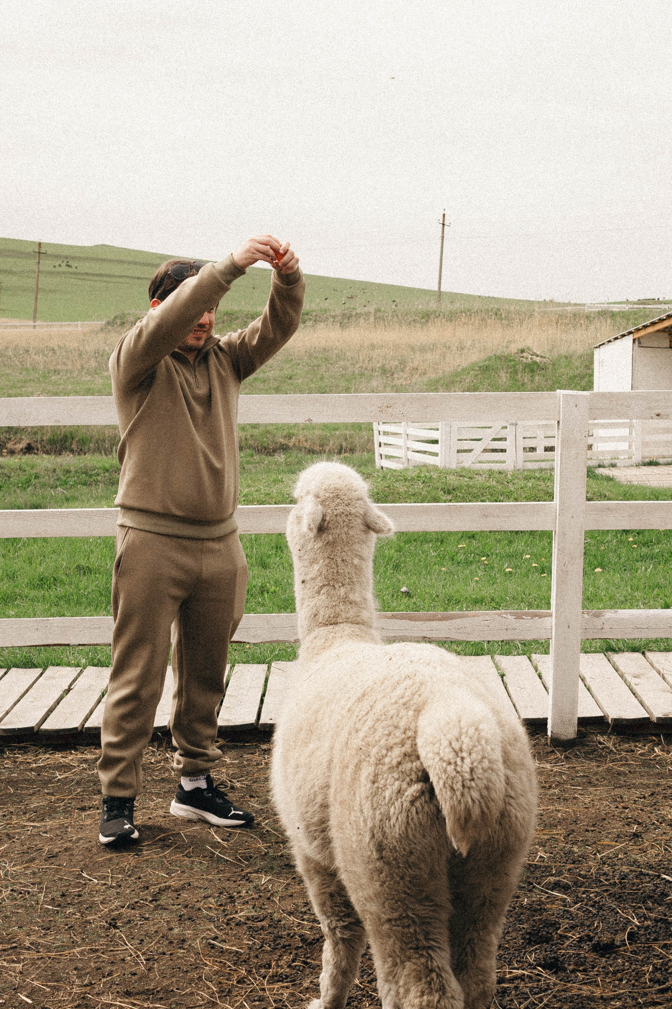 Ферма Альпак. Профессиональный фотограф, Санкт-Петербург — Виктория Богомолова