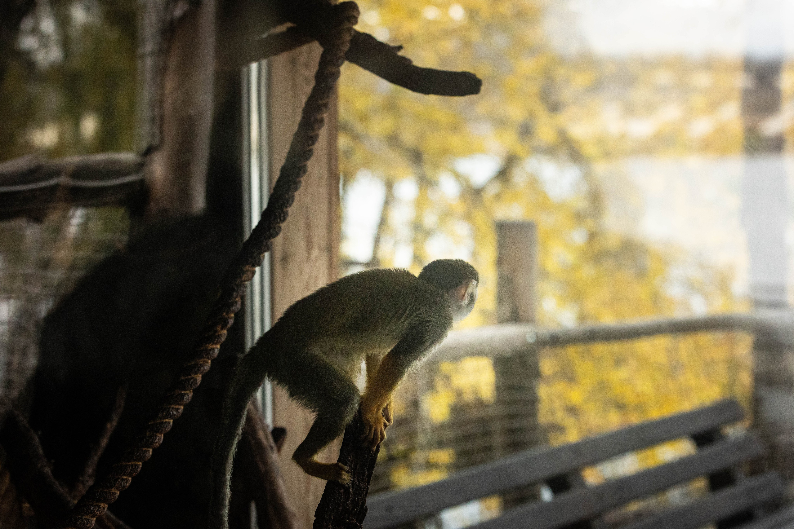 Зоопарк Малинки. Фотограф-АниМалист Анна Абрамова