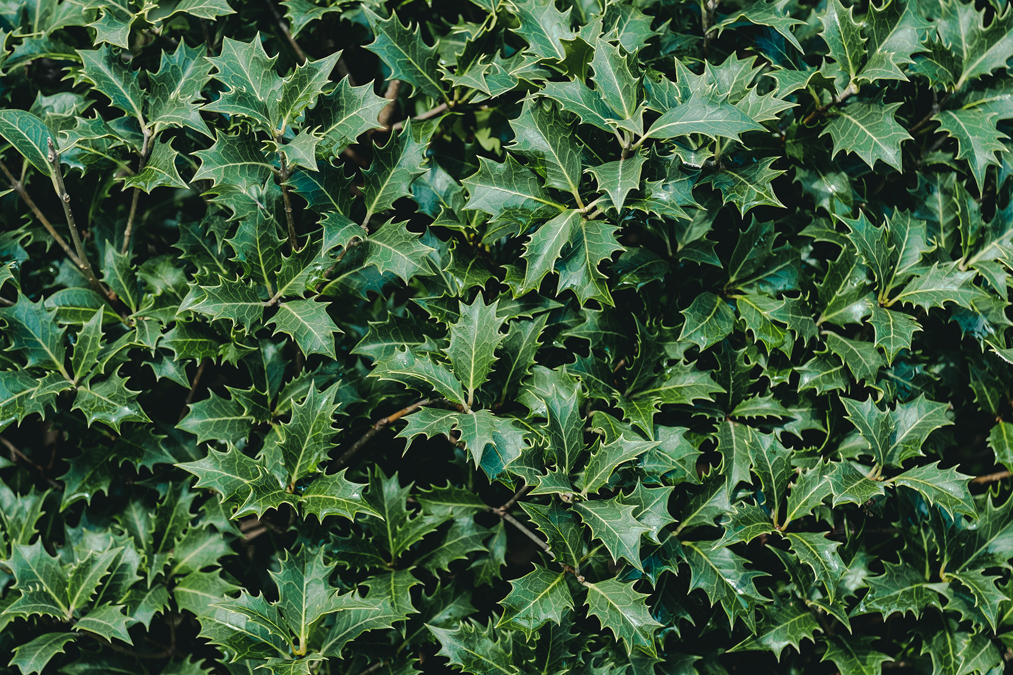 острые листья растения, сплошной фон