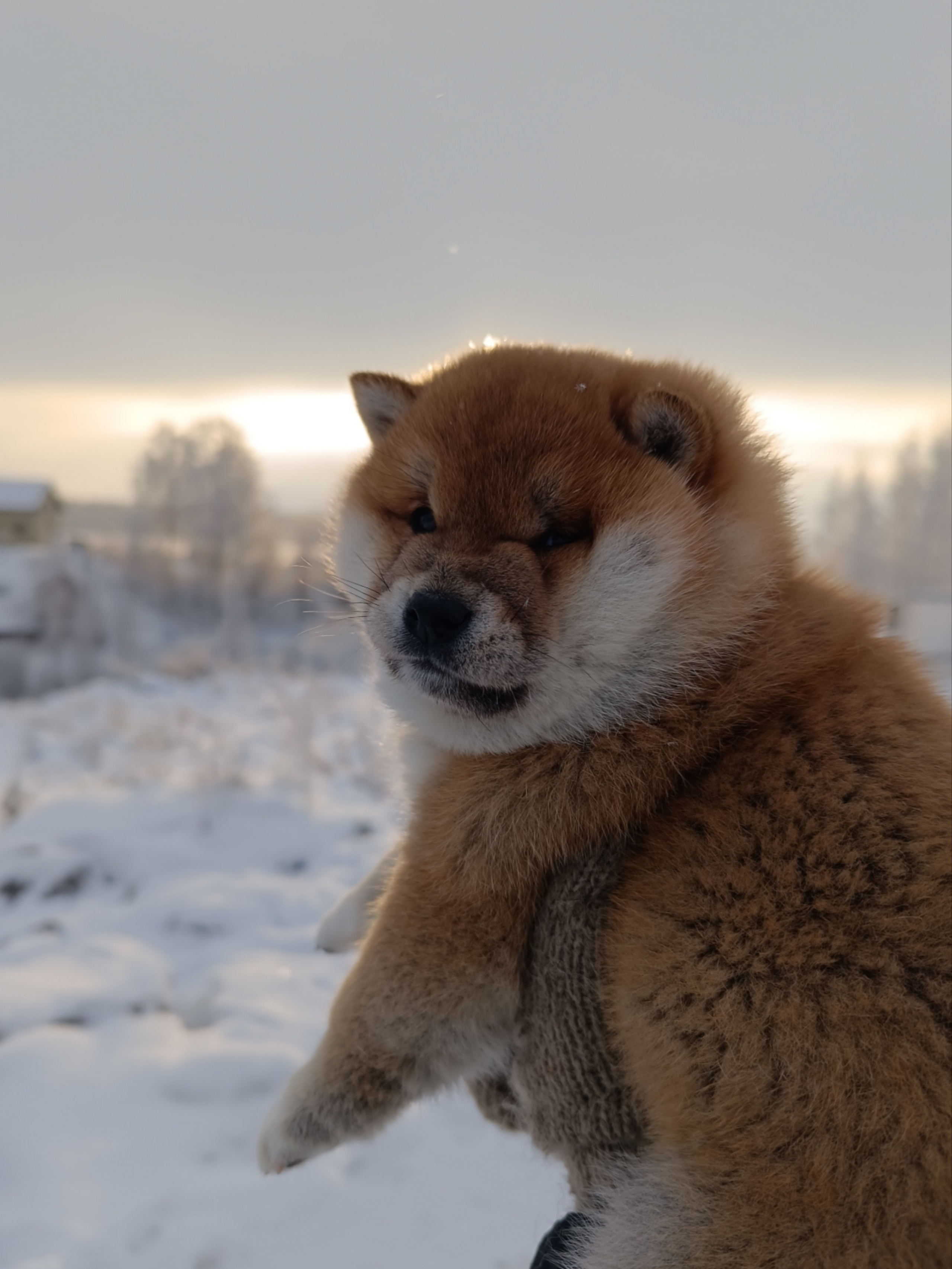 сиба питомник Рубилайт щенки на продажу rubylight  сиба щенки купить СПб Санкт-Петербург 