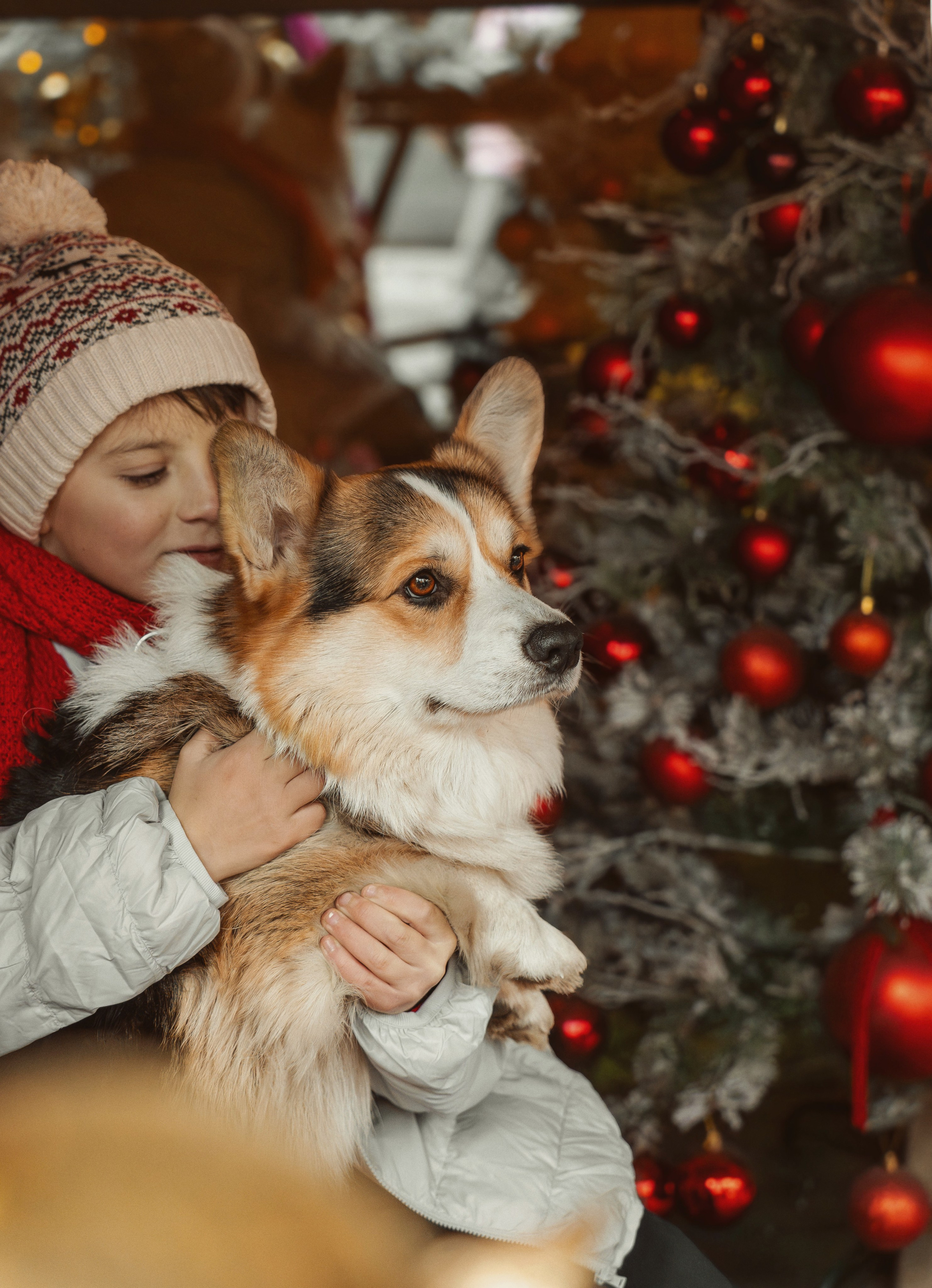 Один дома. Семейный фотограф анималист г. Находка